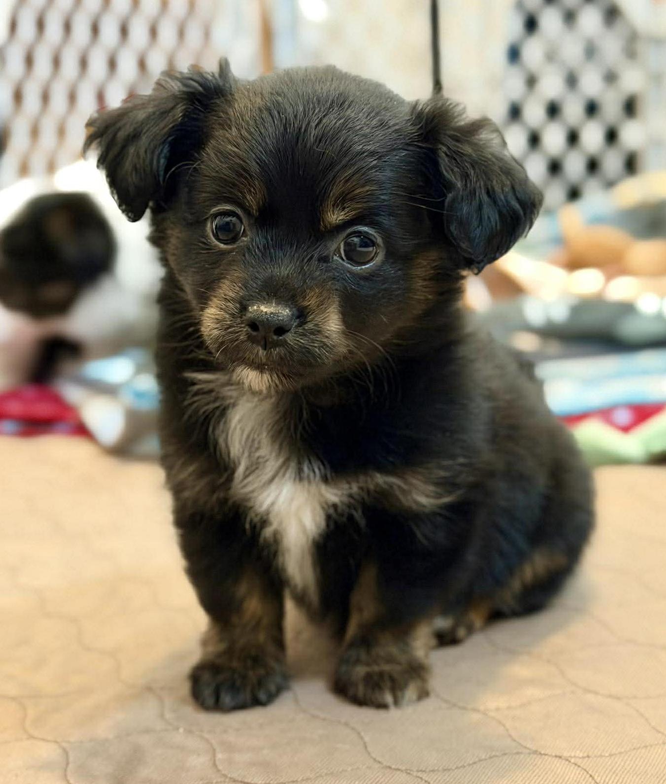 Breezy (Spring litter), a Adoptable mixed breed in Silvana, WA image 2/6