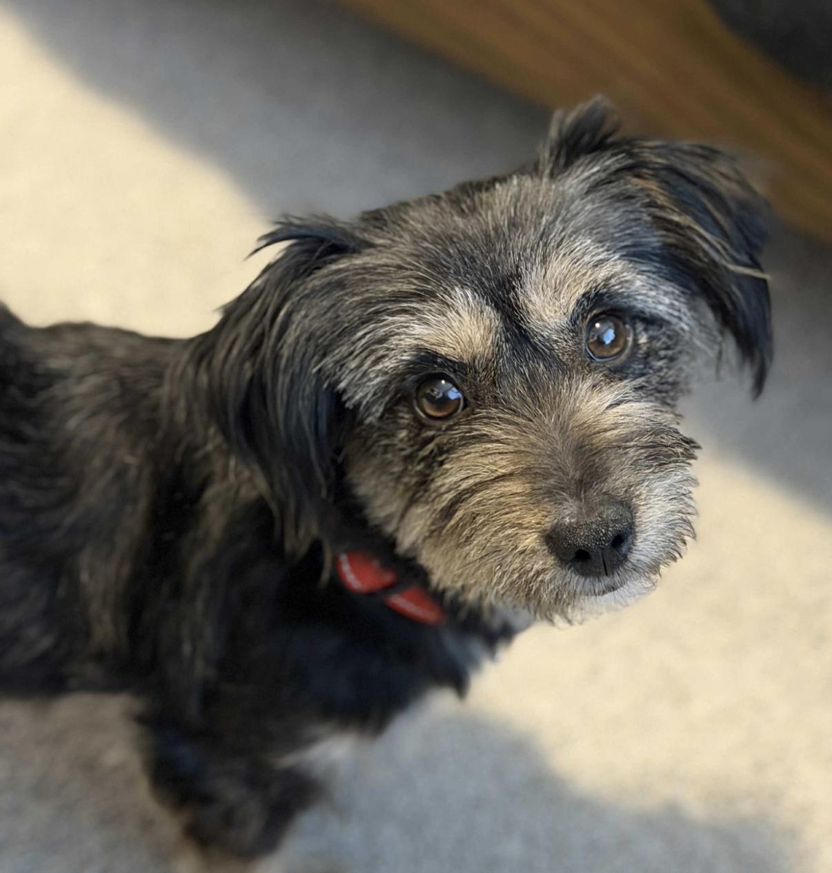 Breezy (Spring litter), a Adoptable mixed breed in Silvana, WA image 5/6