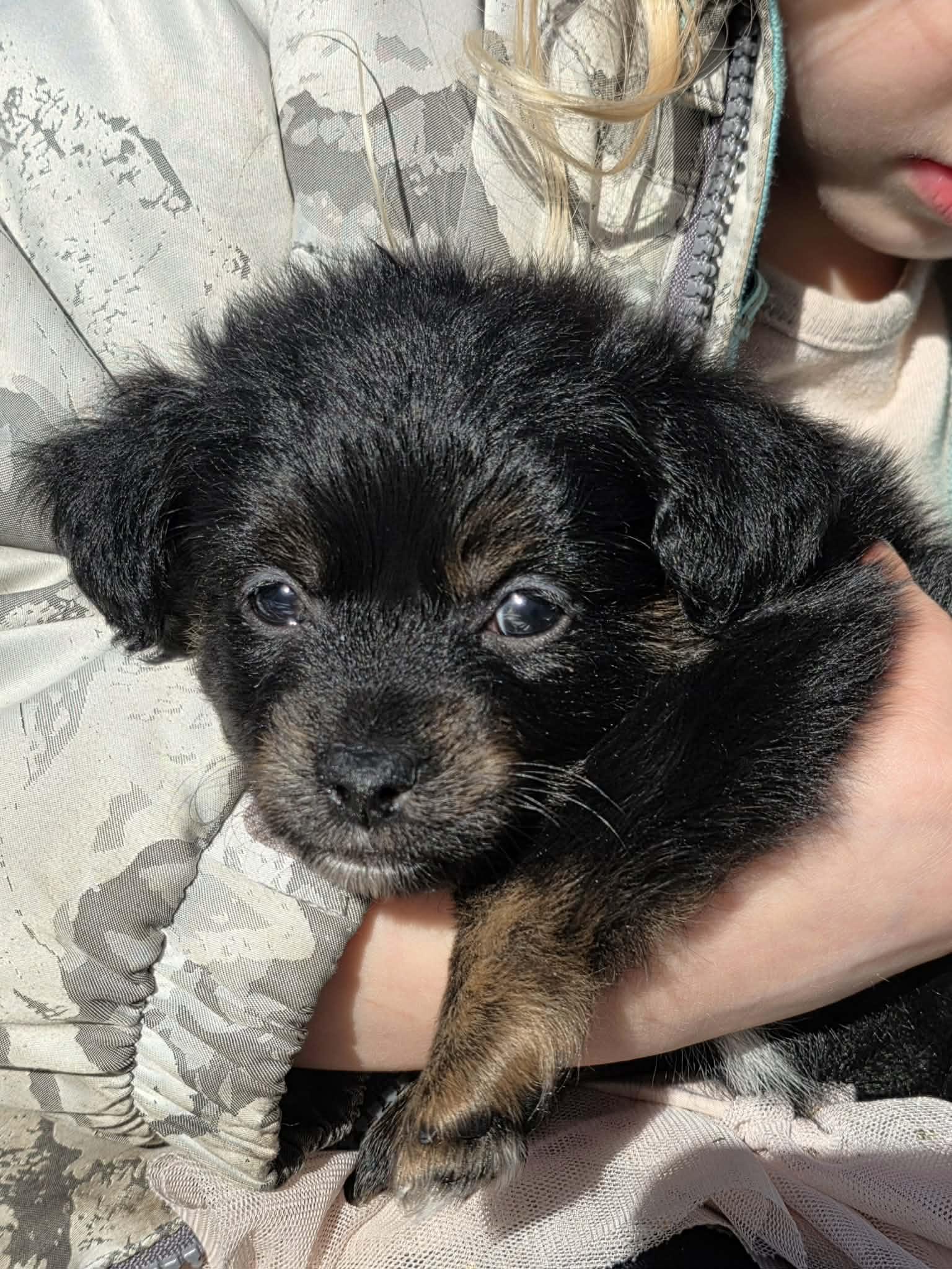 Breezy (Spring litter), a Adoptable mixed breed in Silvana, WA image 3/6