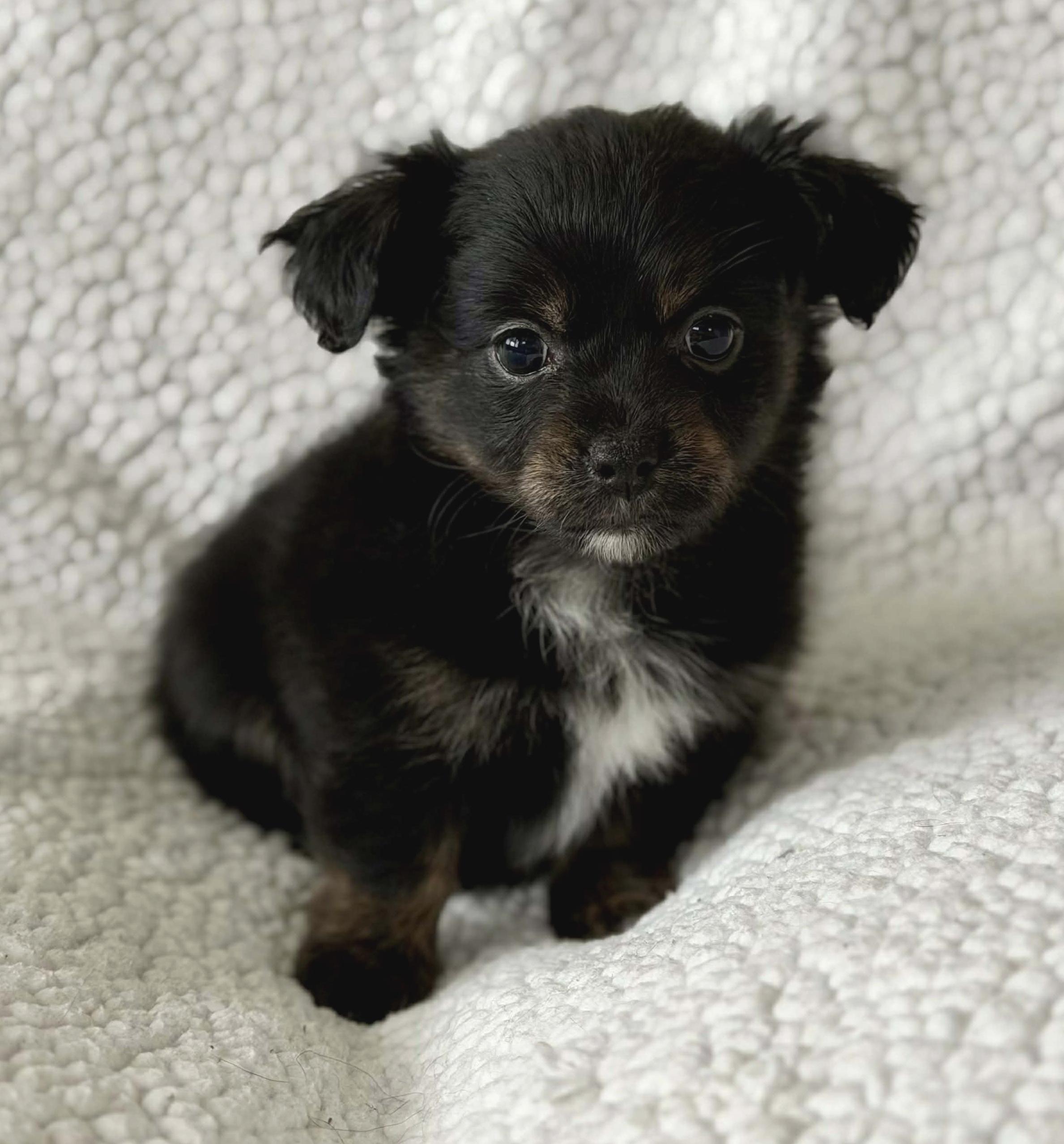Breezy (Spring litter), Adoptable, Puppy Female Chihuahua & Pomeranian.