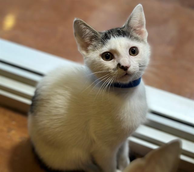 KEVIN, Adoptable, Kitten Male Domestic Short Hair.