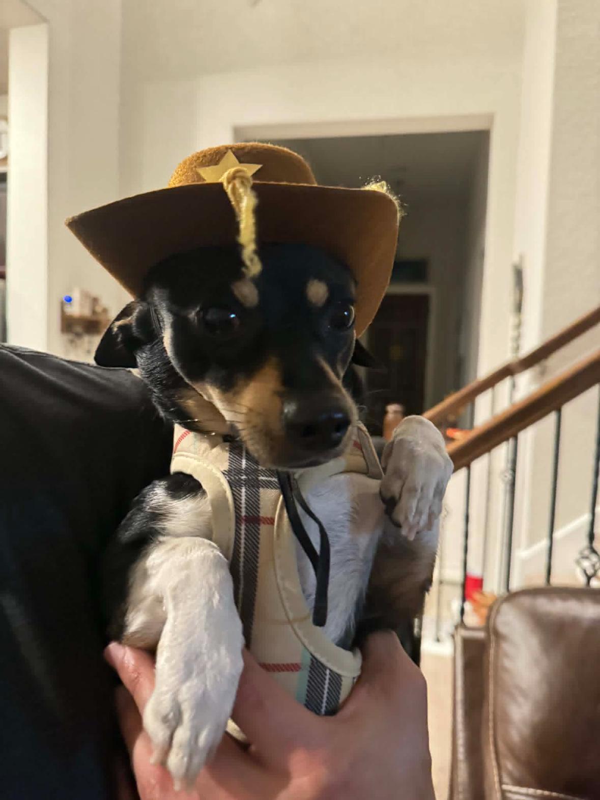 Carlos, a Adopted Chihuahua in ST. PAUL, MN image 1/6