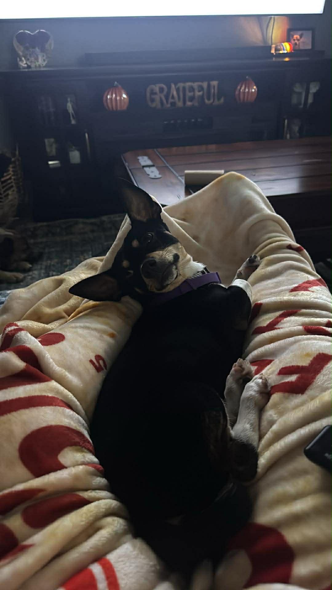 Carlos, a Adopted Chihuahua in ST. PAUL, MN image 2/6