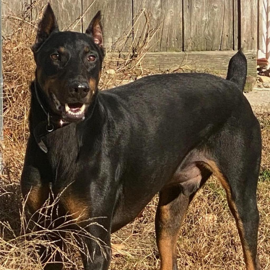 7517 Raider - I'm a SSNAP Dog, Adoptable, Senior Male Doberman Pinscher.