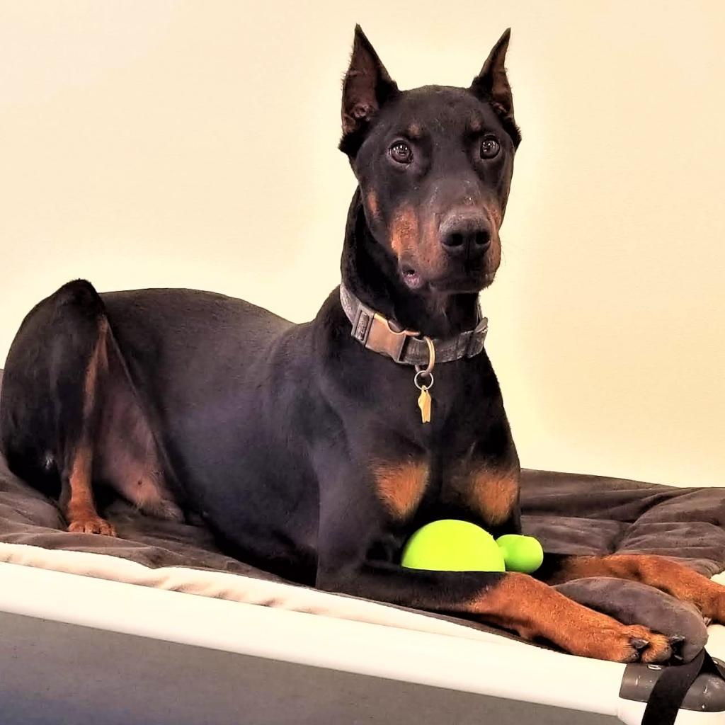 7517 Raider - I'm a SSNAP Dog — thumbnail 2