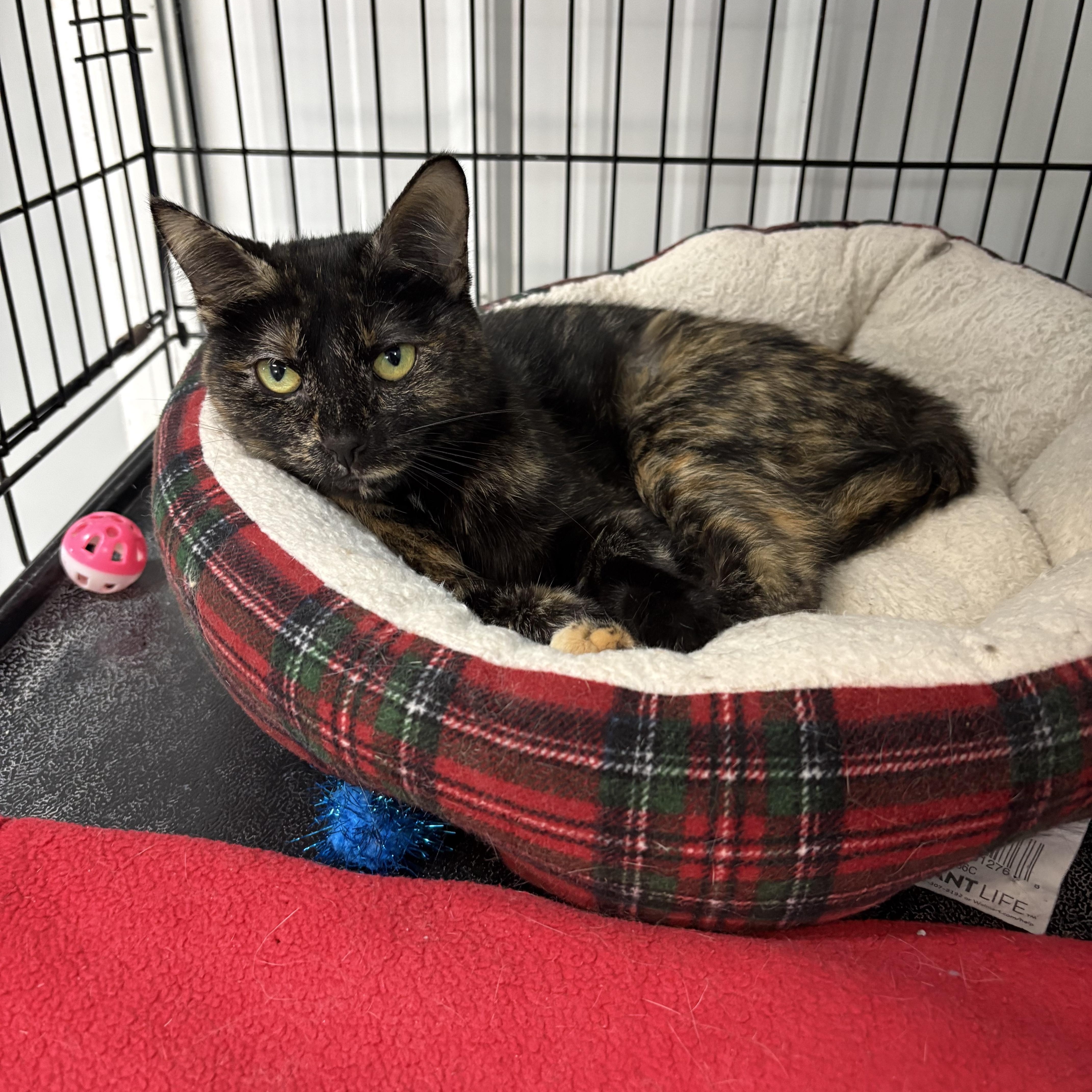 Enlarge Lavona, an adopted Tortoiseshell in Big Rapids, MI image 2/2