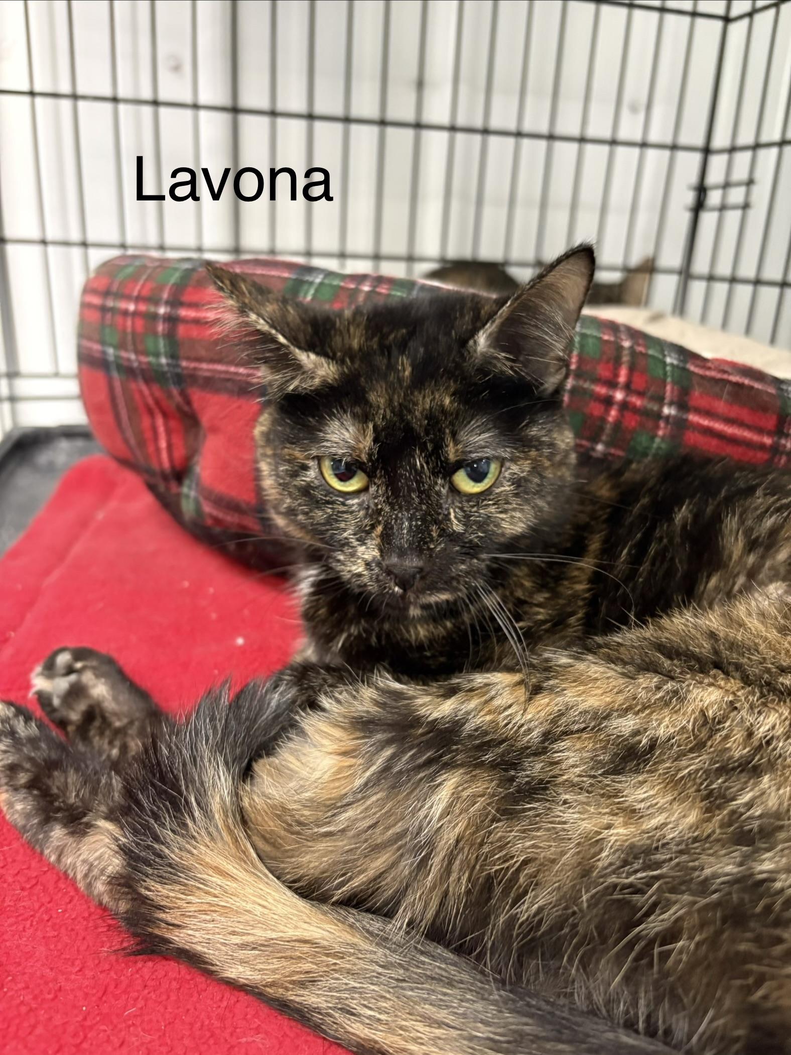 Lavona, adopted, Adult Female Tortoiseshell.