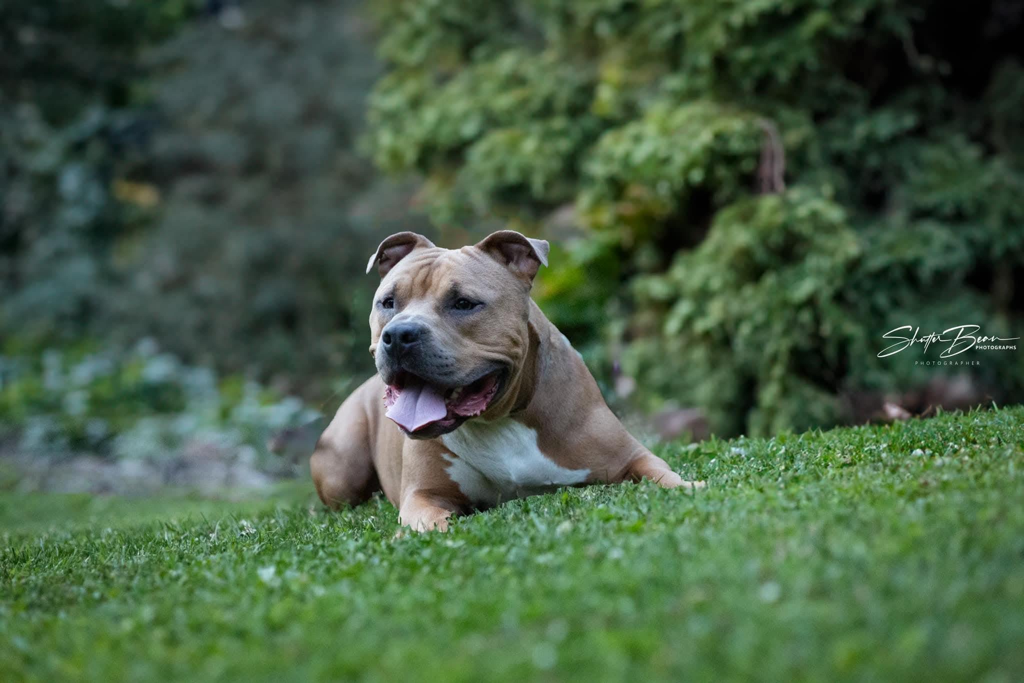 Enlarge Toro, a Adoptable mixed breed in Irwin, PA image 2/6