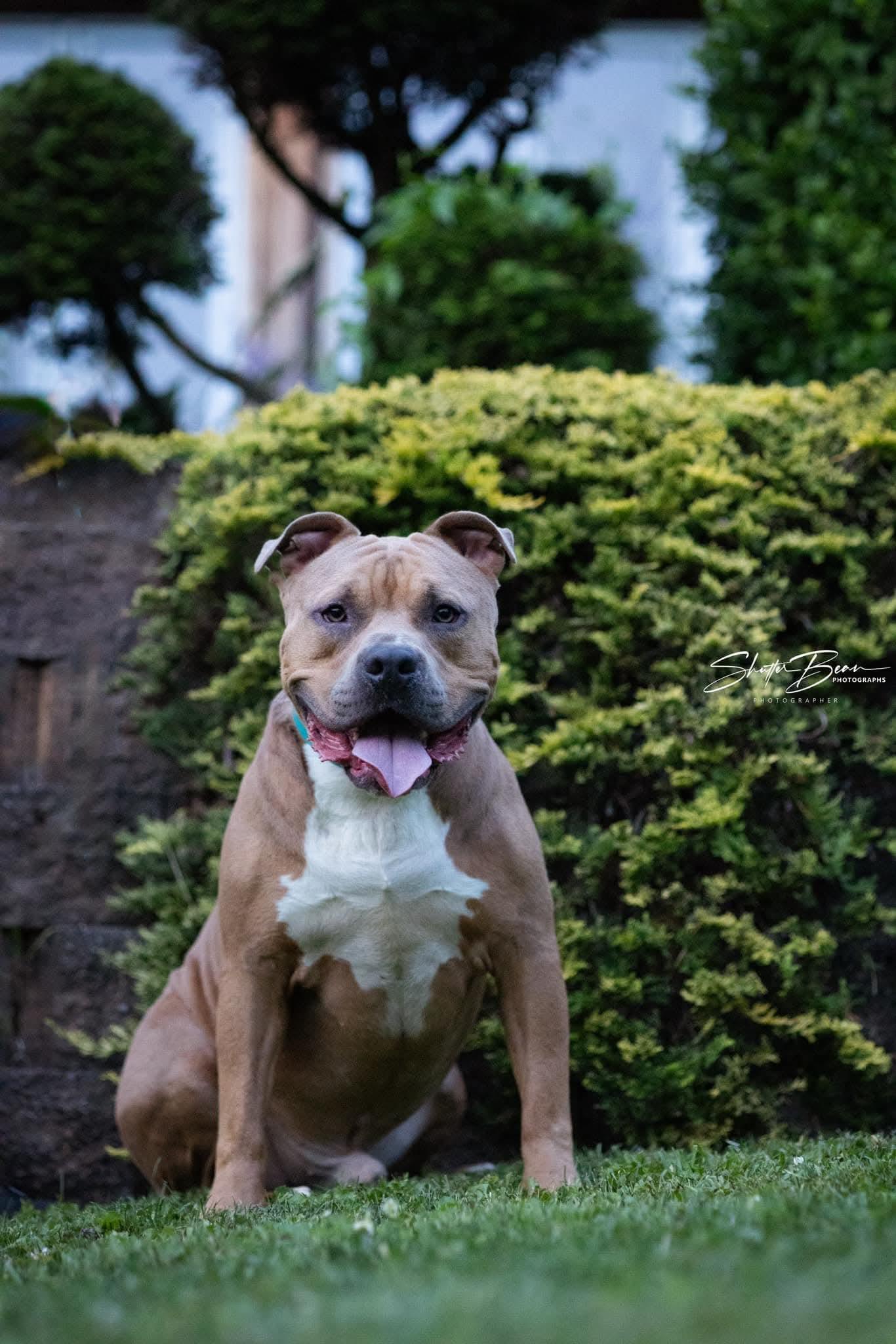 Enlarge Toro, a Adoptable mixed breed in Irwin, PA image 3/6