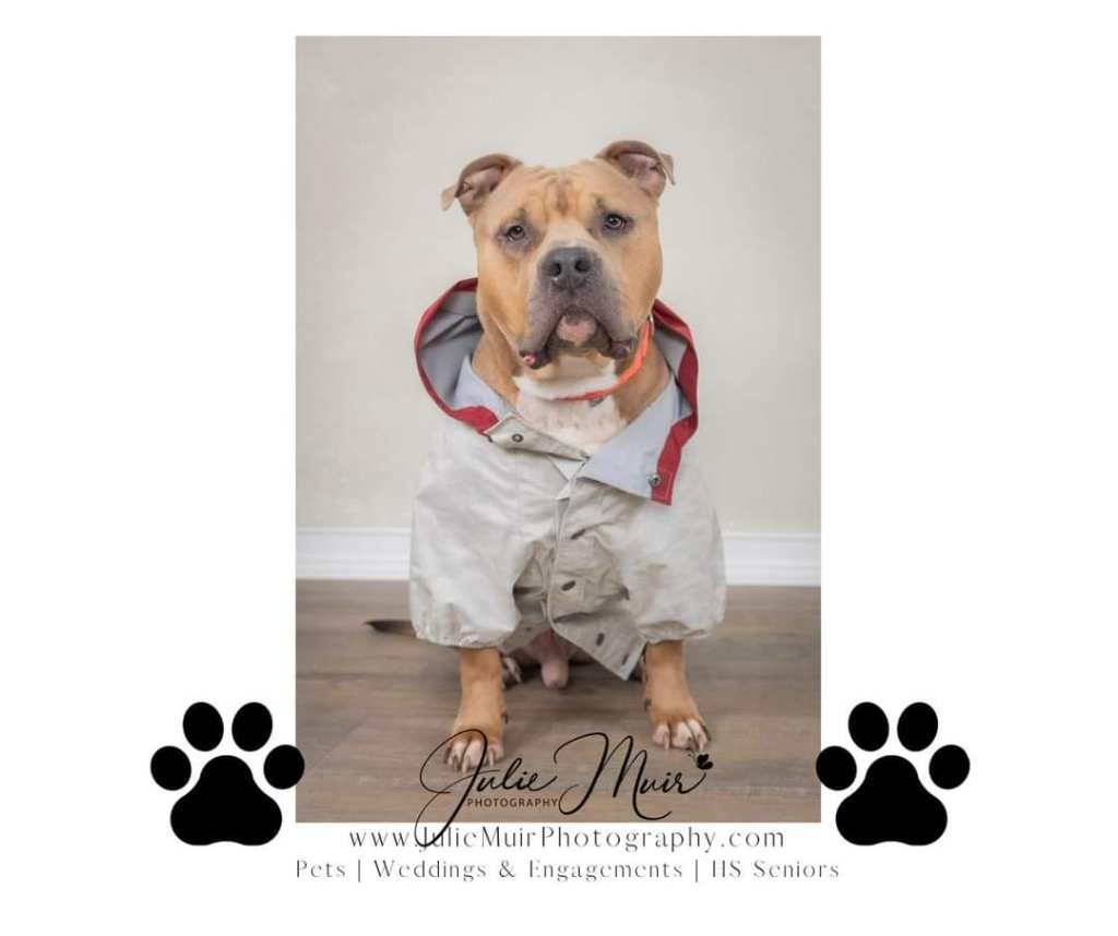 Enlarge Toro, a Adoptable mixed breed in Irwin, PA image 5/6