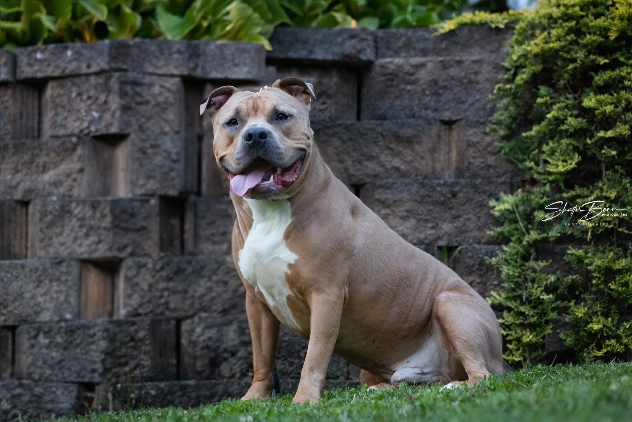 Toro, Adoptable, Adult Male Pit Bull Terrier.