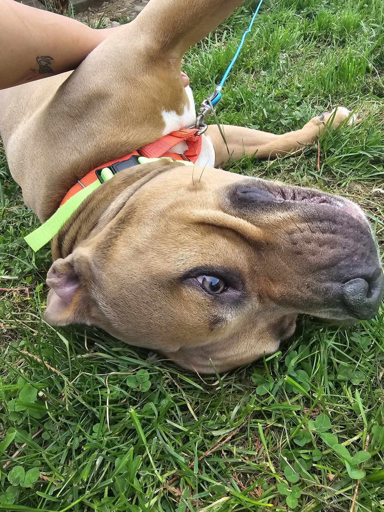 Enlarge Toro, a Adoptable mixed breed in Irwin, PA image 4/6