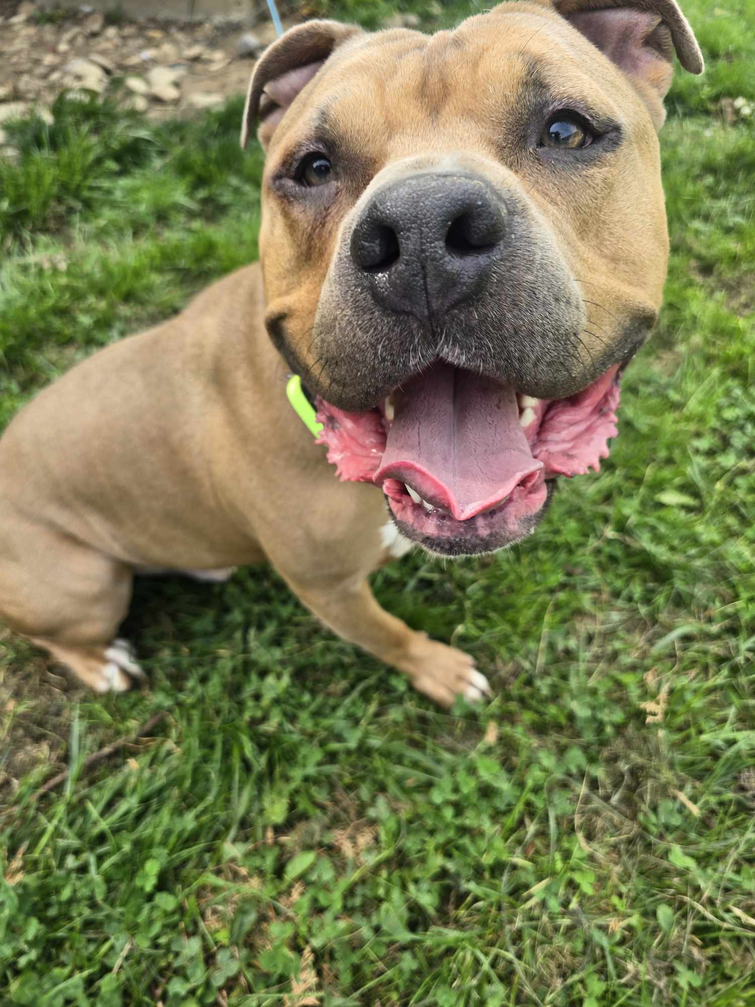 Enlarge Toro, a Adoptable mixed breed in Irwin, PA image 6/6