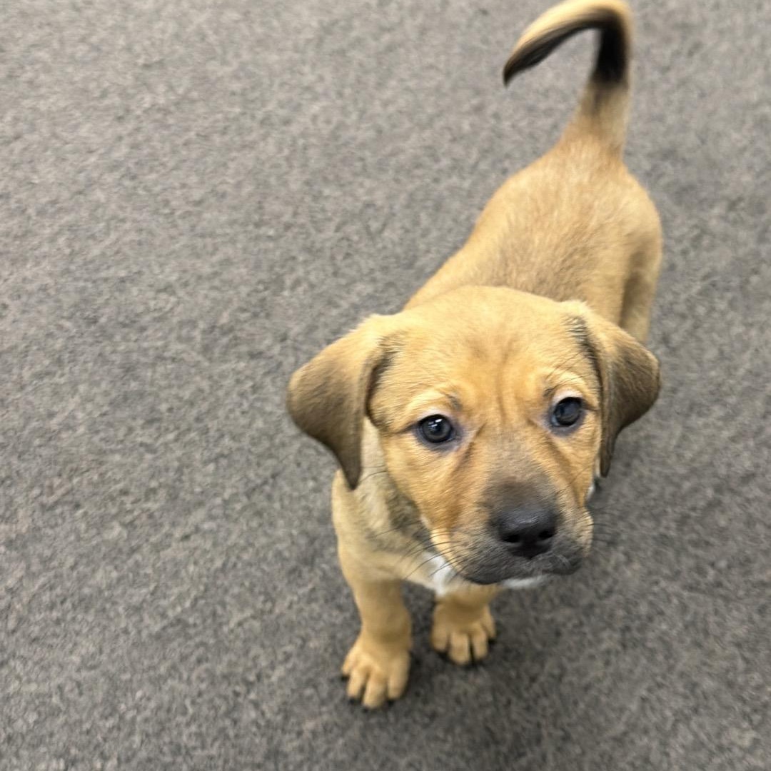 Enlarge Jwoww, a Adoptable mixed breed in Levittown, NY image 5/5