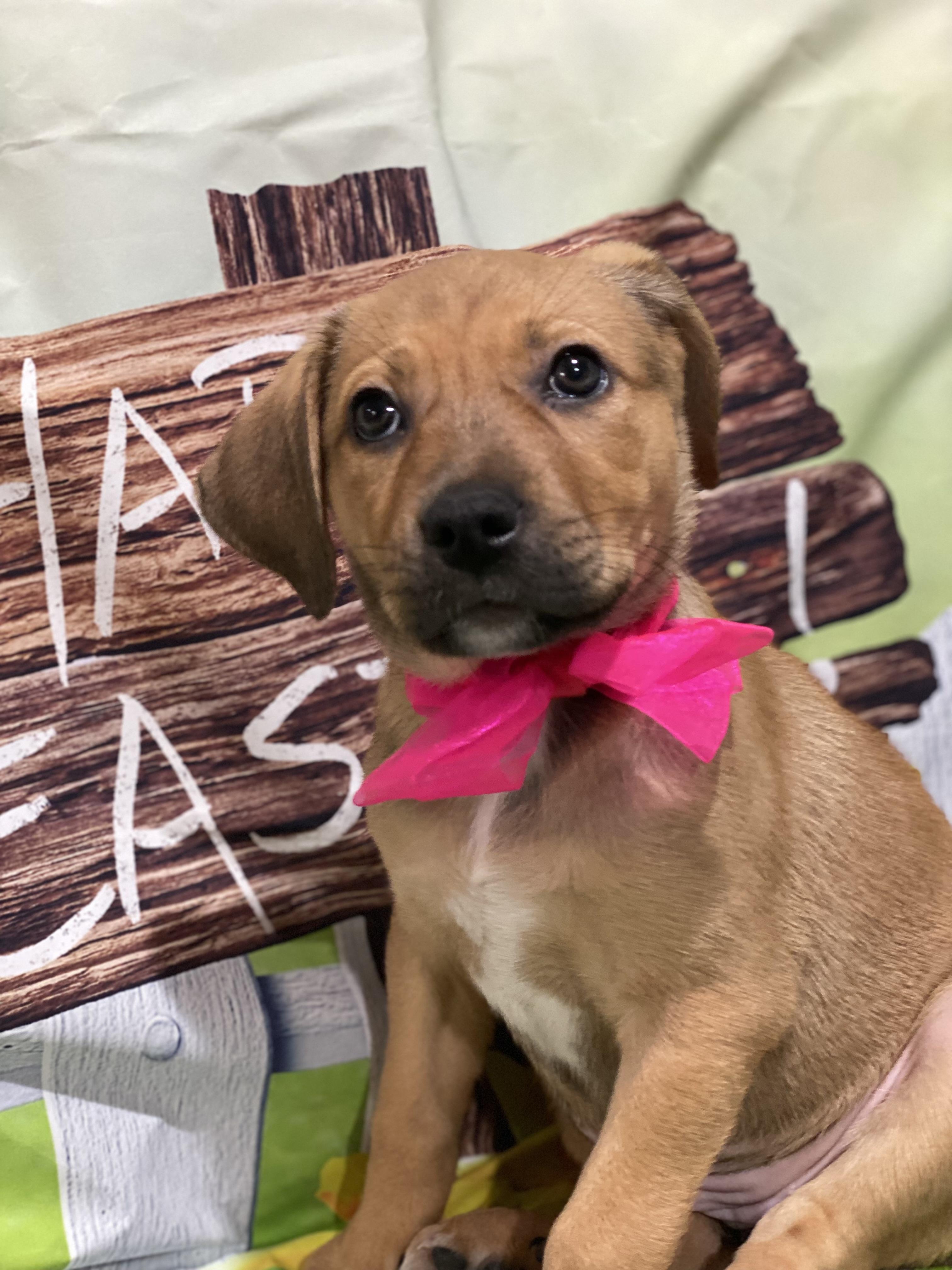 Jwoww, Adoptable, Puppy Female Australian Shepherd.