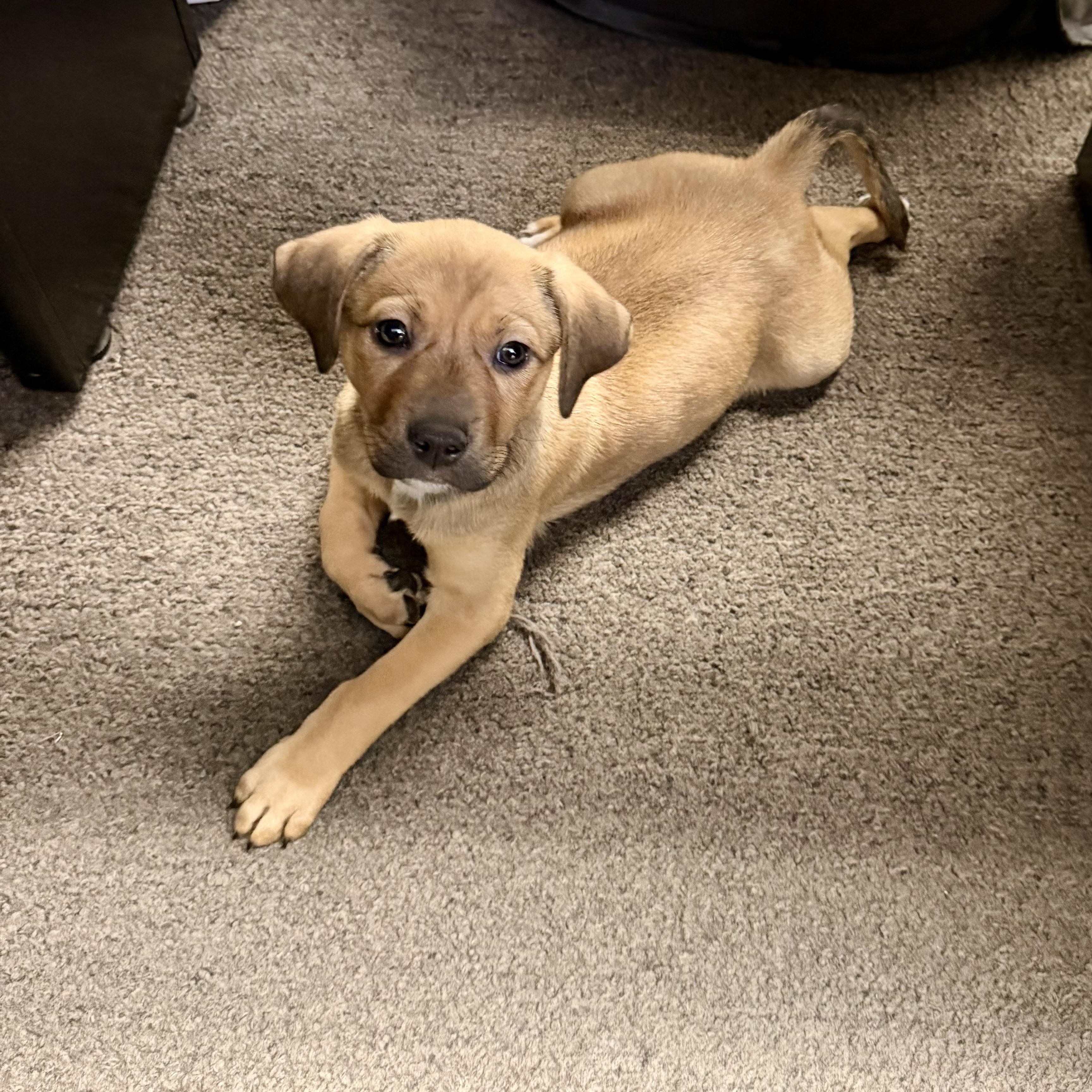 Enlarge Jwoww, a Adoptable mixed breed in Levittown, NY image 4/5