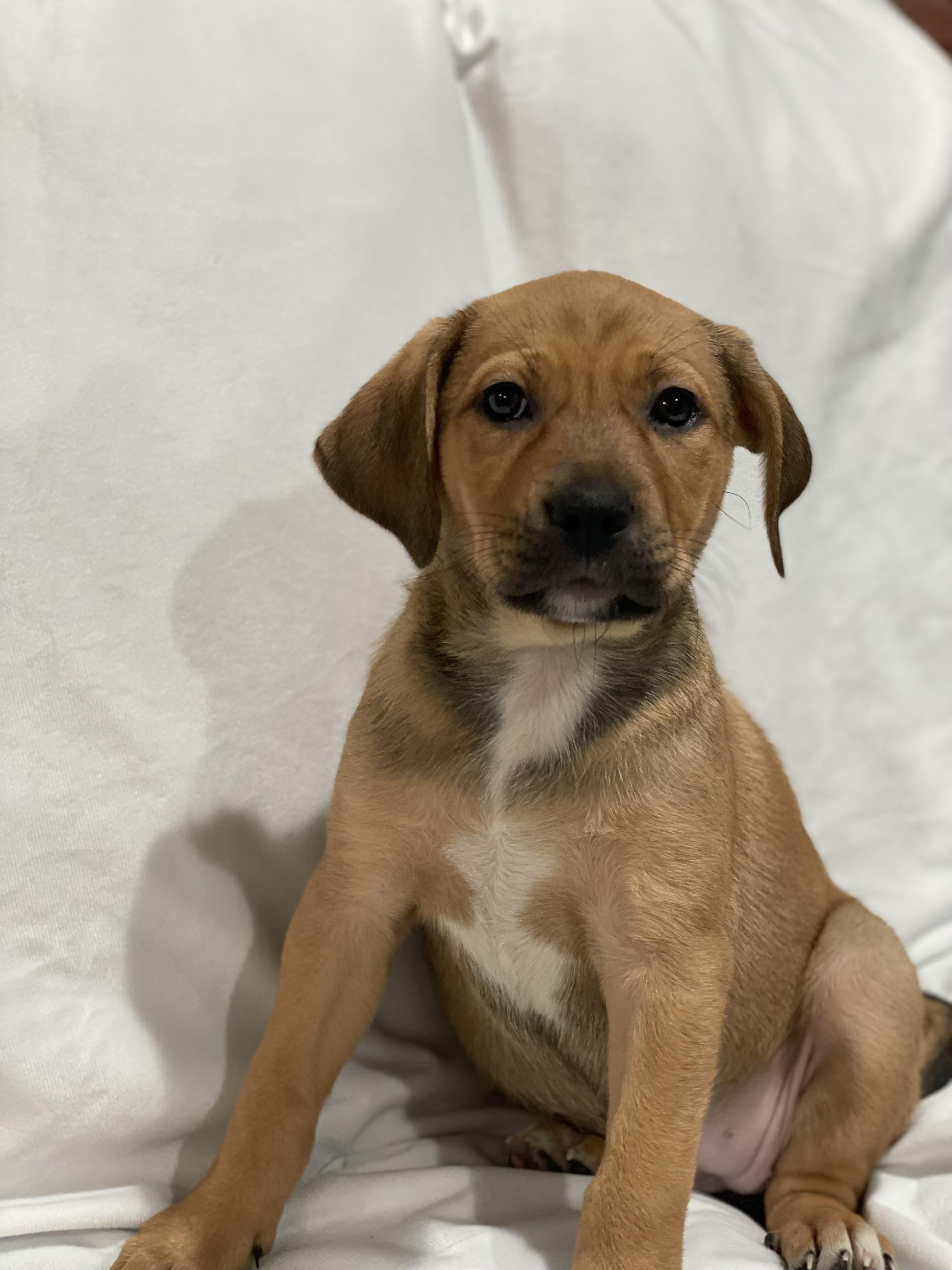 Enlarge Jwoww, a Adoptable mixed breed in Levittown, NY image 2/5