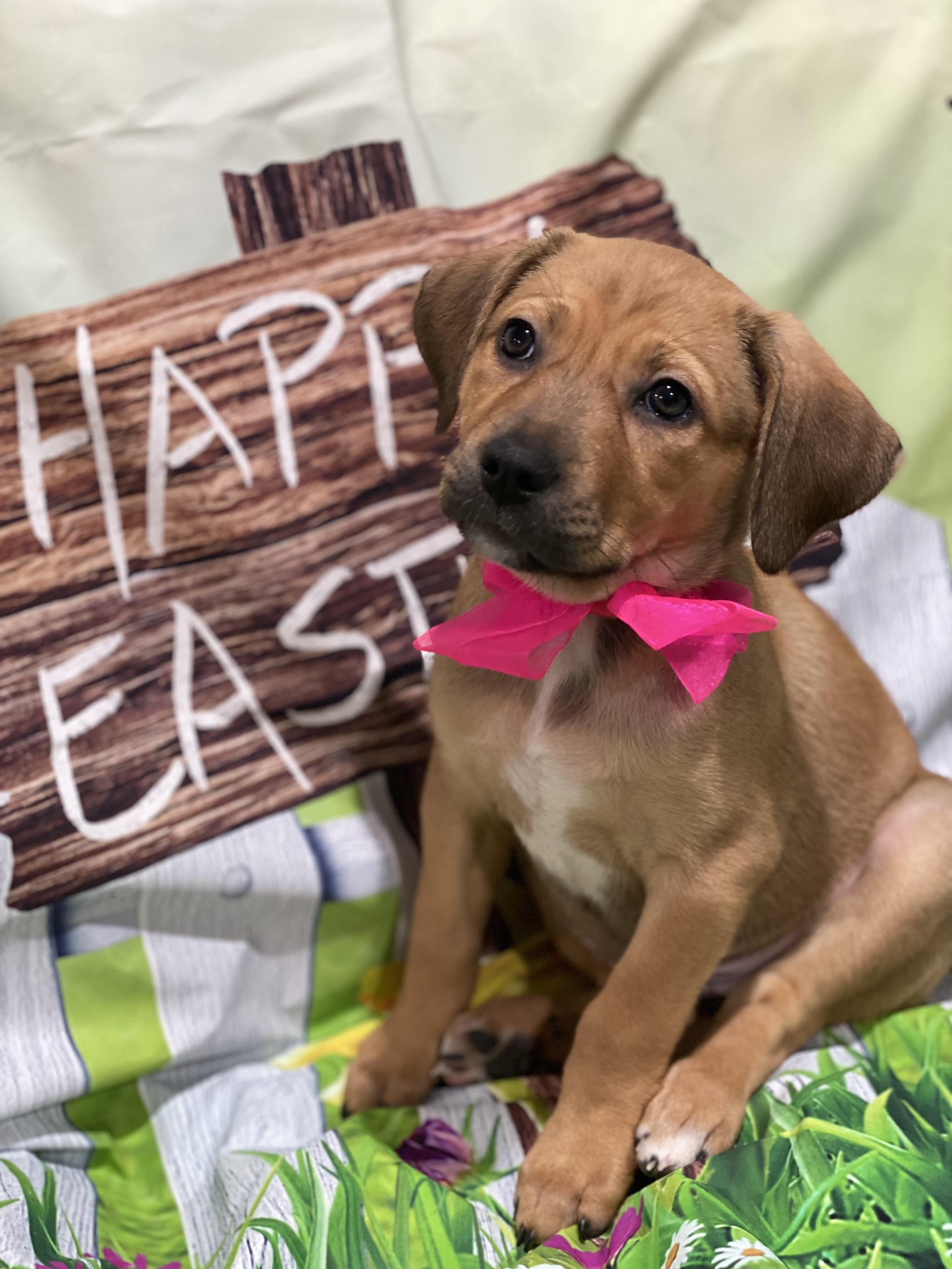 Enlarge Jwoww, a Adoptable mixed breed in Levittown, NY image 3/5