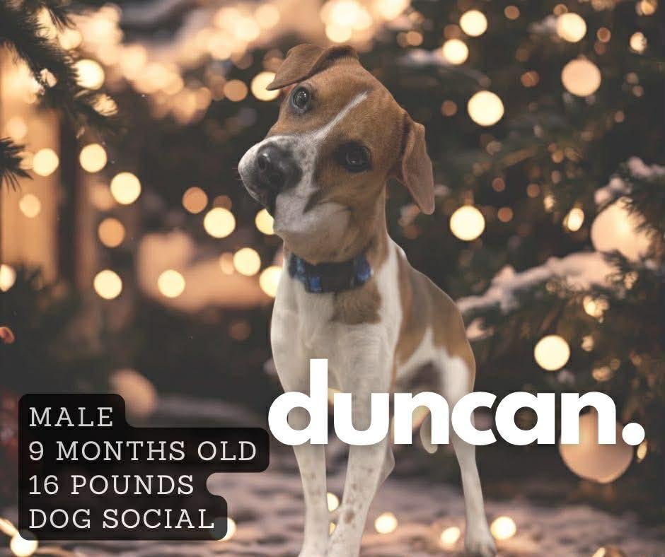 Duncan CS , ADOPTABLE, Young Male Beagle.