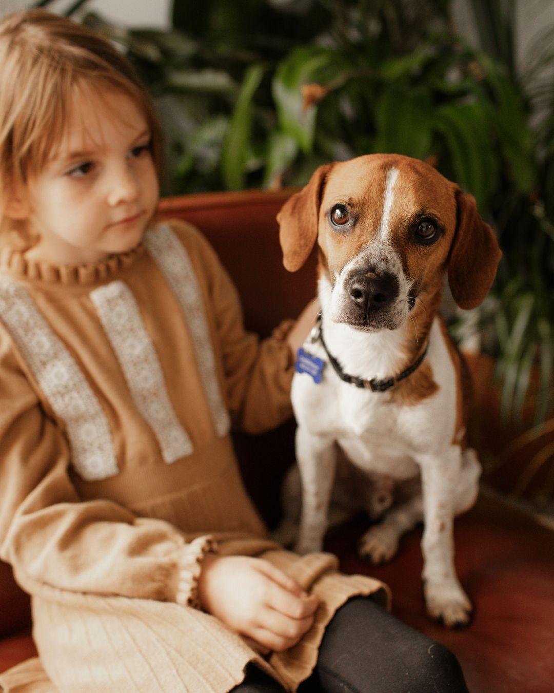 Duncan , ADOPTABLE, Young Male Beagle.