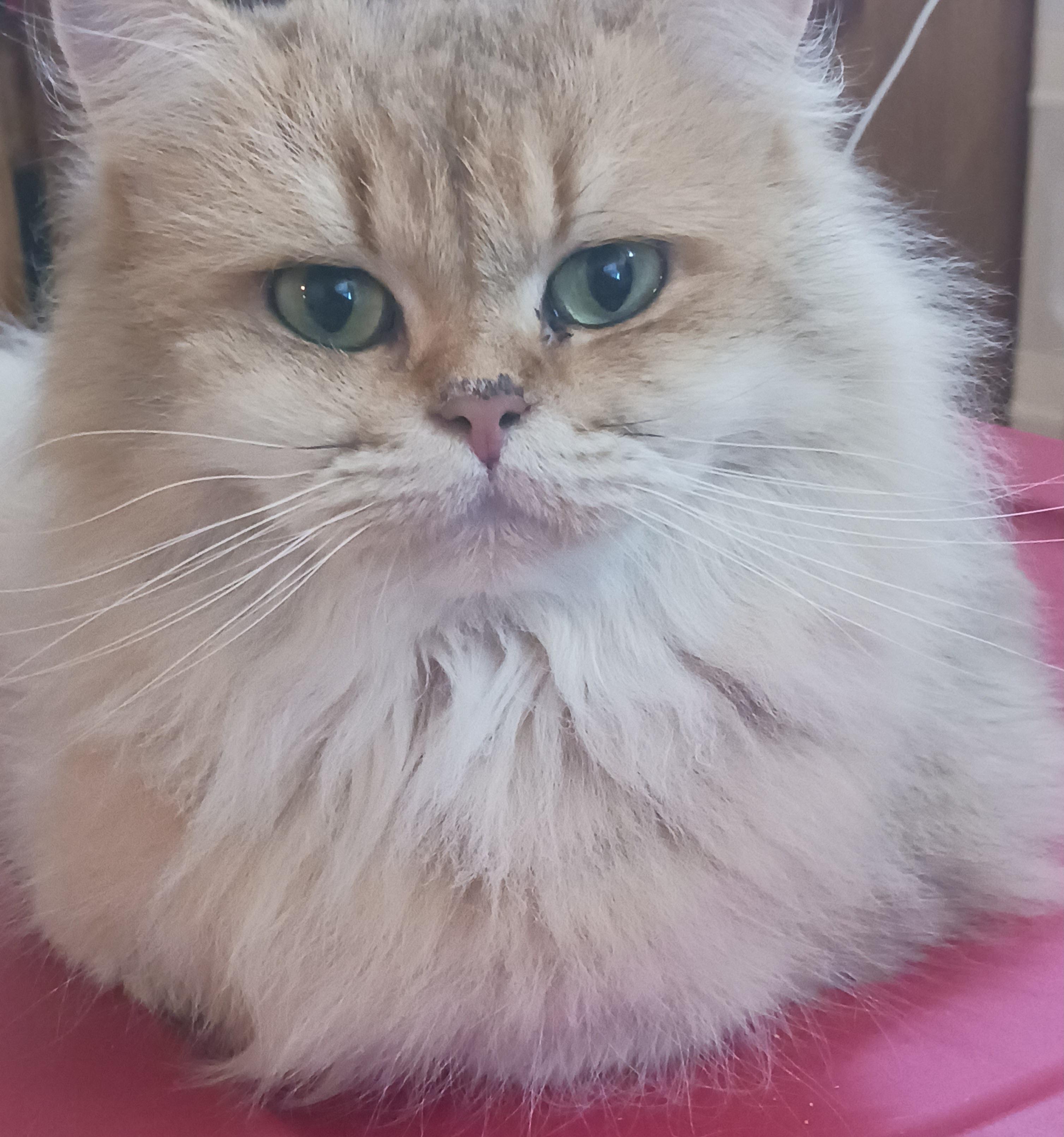 Martini, Adoptable, Adult Female Munchkin.