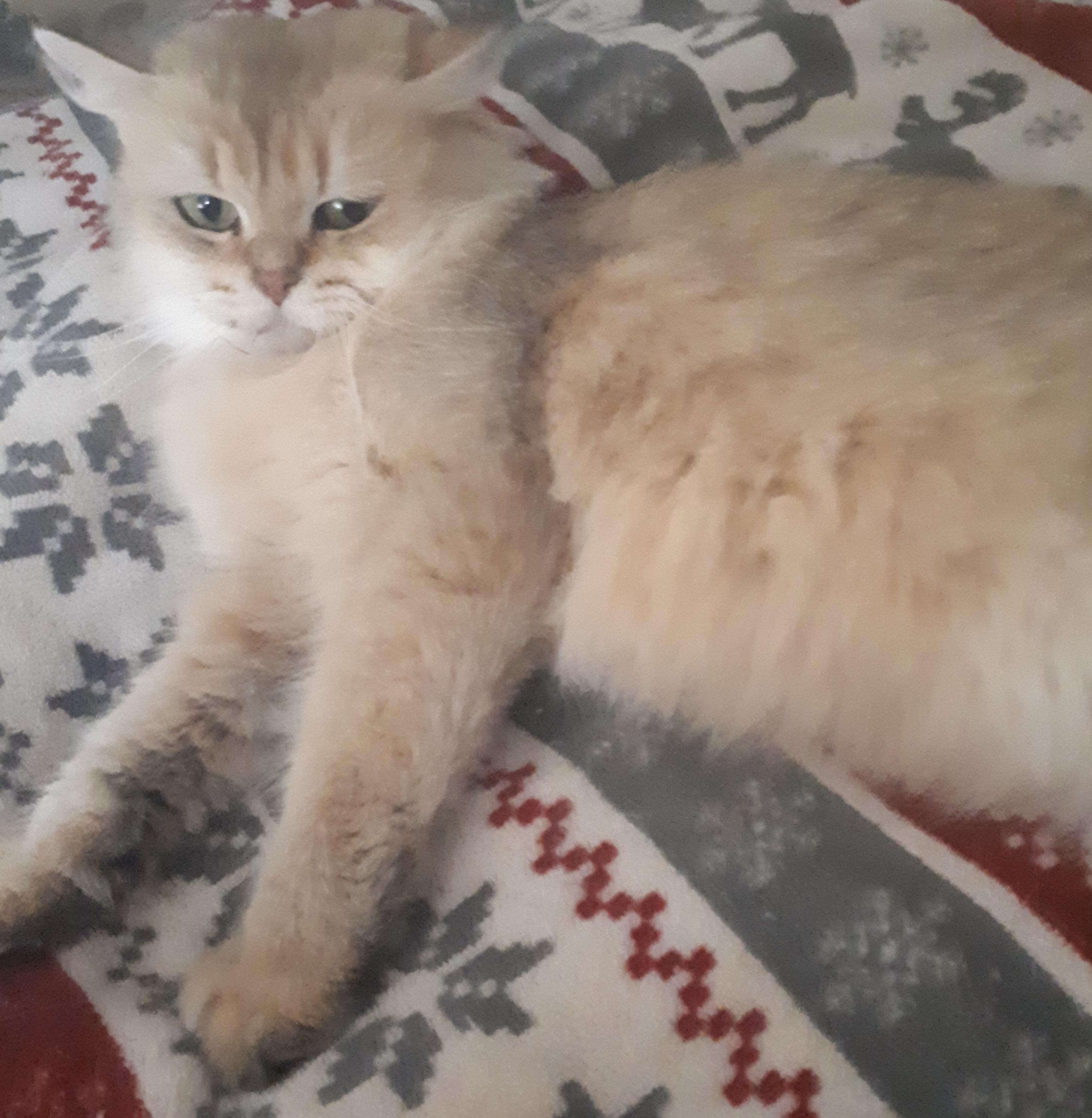 Martini, an adoptable British Longhair in Winnipeg, MB, R2W 2B3 | Photo Image 2