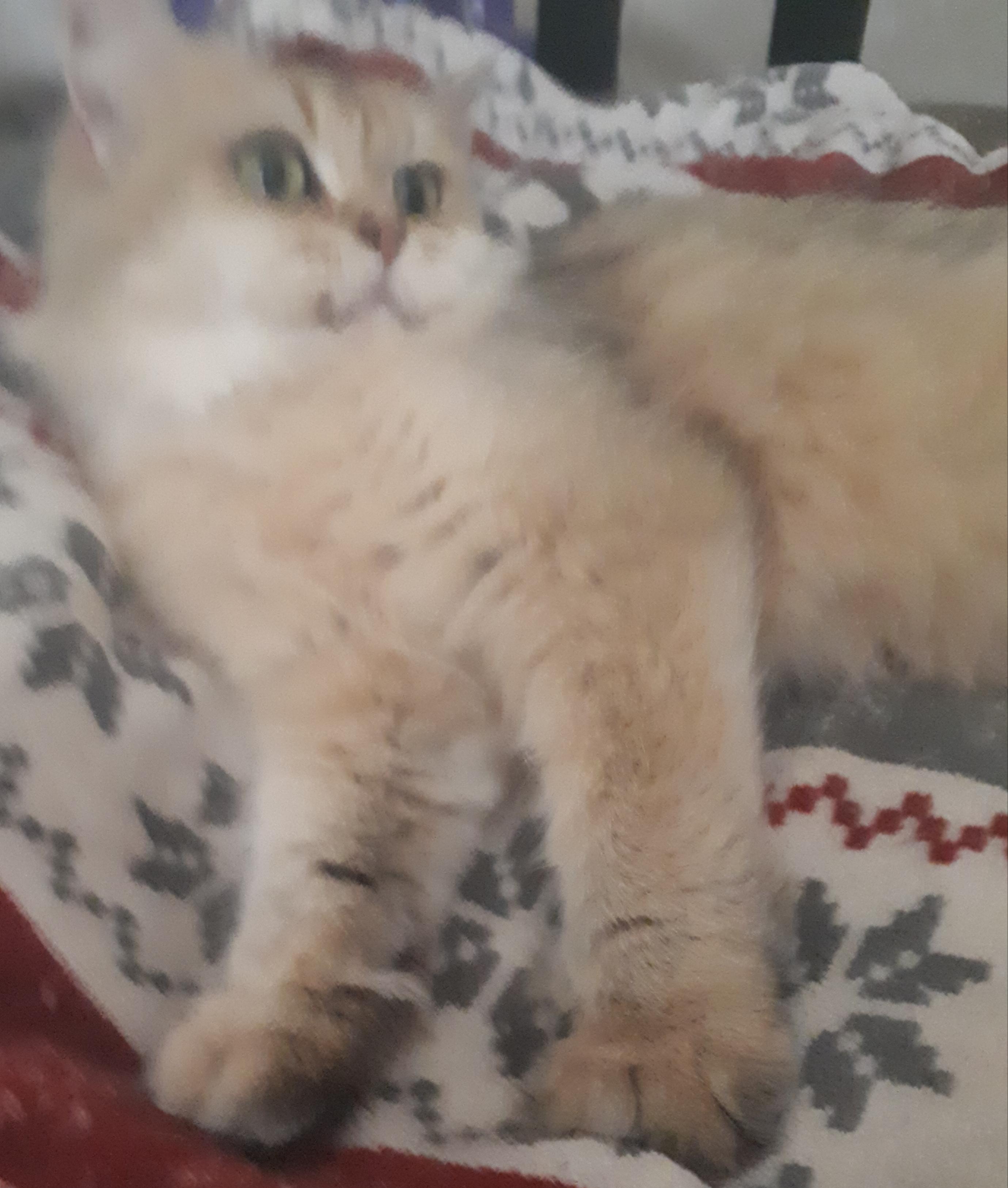 Martini, a Adoptable Munchkin in Winnipeg, MB image 3/3