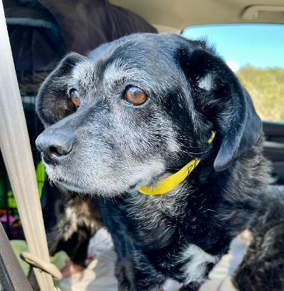 Tuesday, a Adoptable mixed breed in Wingdale, NY image 1/3