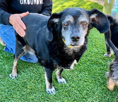 Tuesday, a Adoptable mixed breed in Wingdale, NY image 2/3