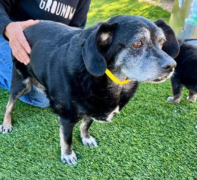 Tuesday, a Adoptable mixed breed in Wingdale, NY image 3/3