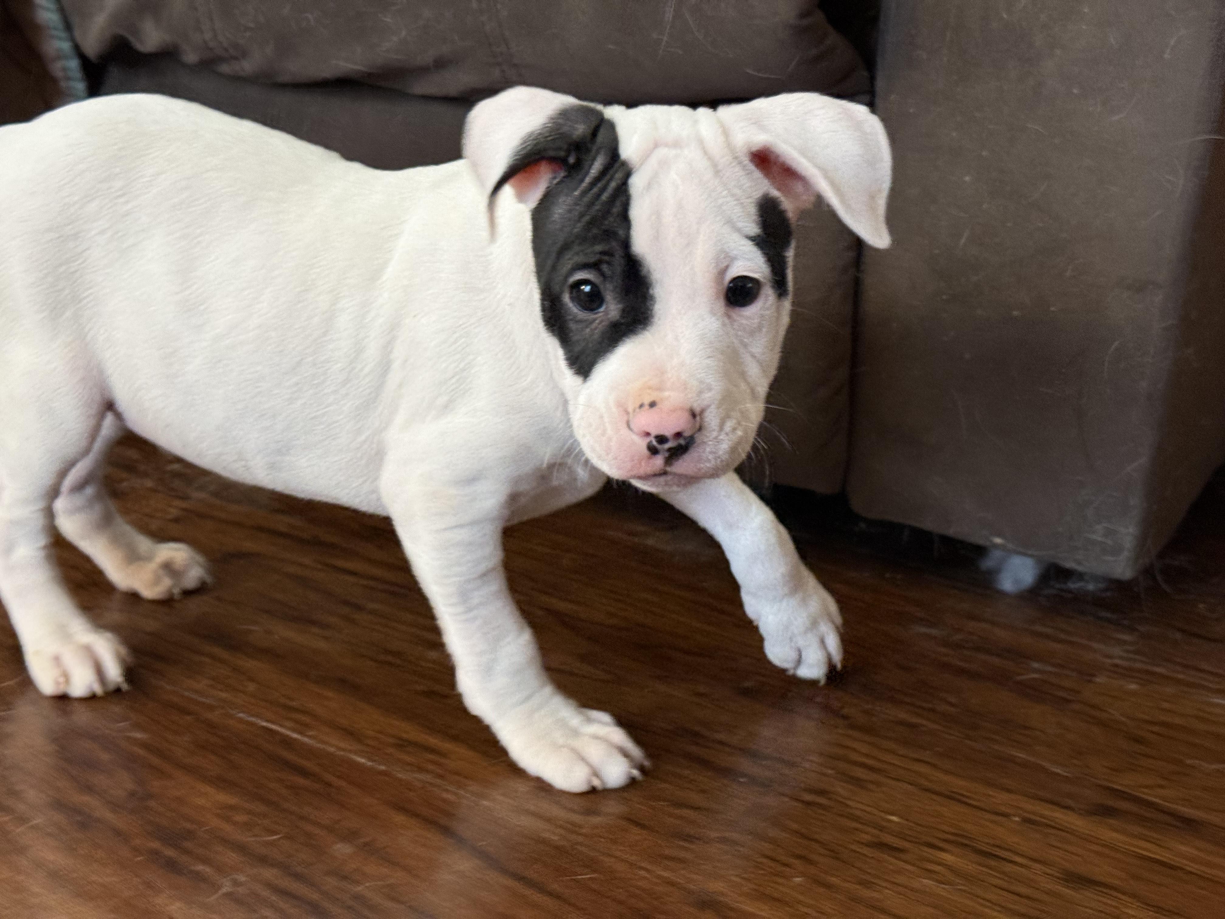 Pirate, ADOPTABLE, Puppy Male Terrier.