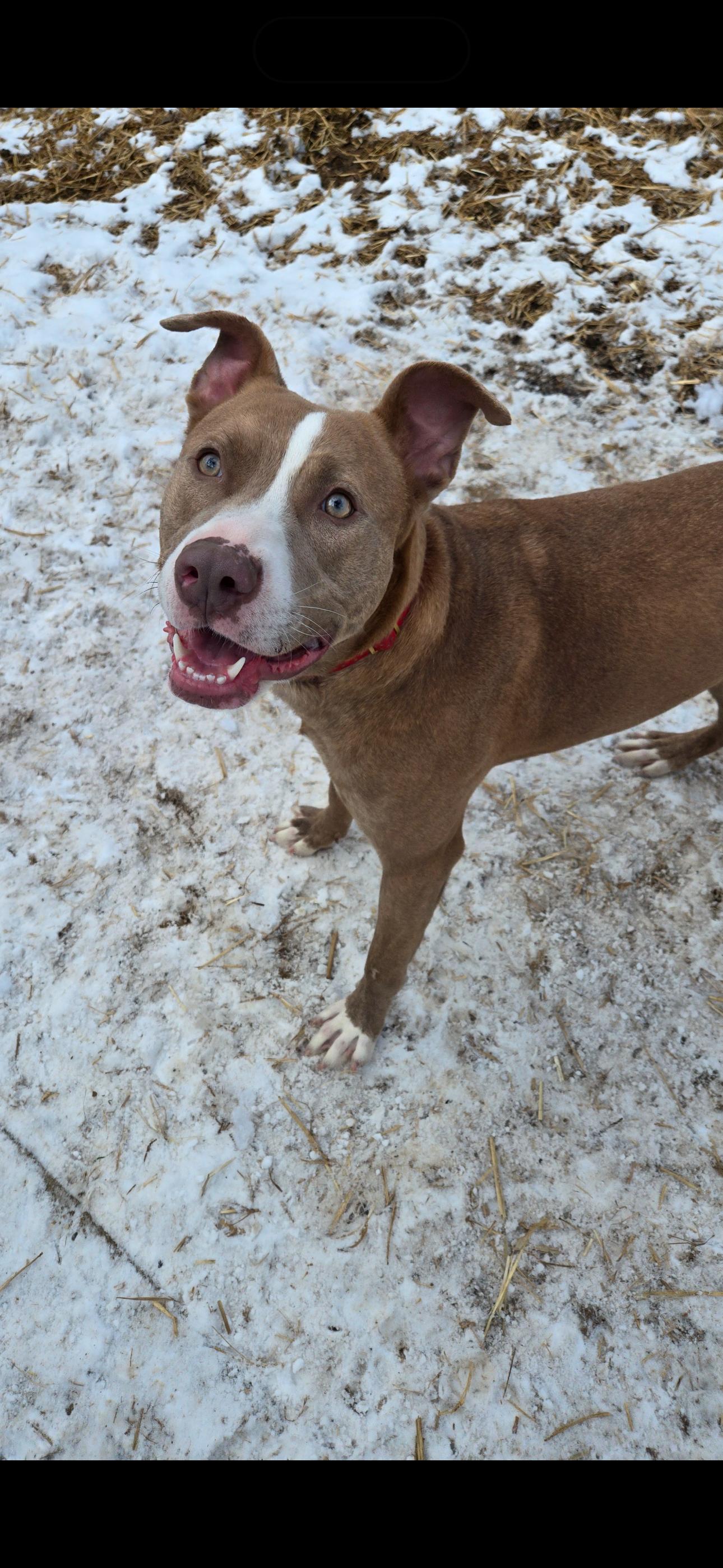 Enlarge Jewel, a Adopted Pit Bull Terrier in Felton, PA image 1/4
