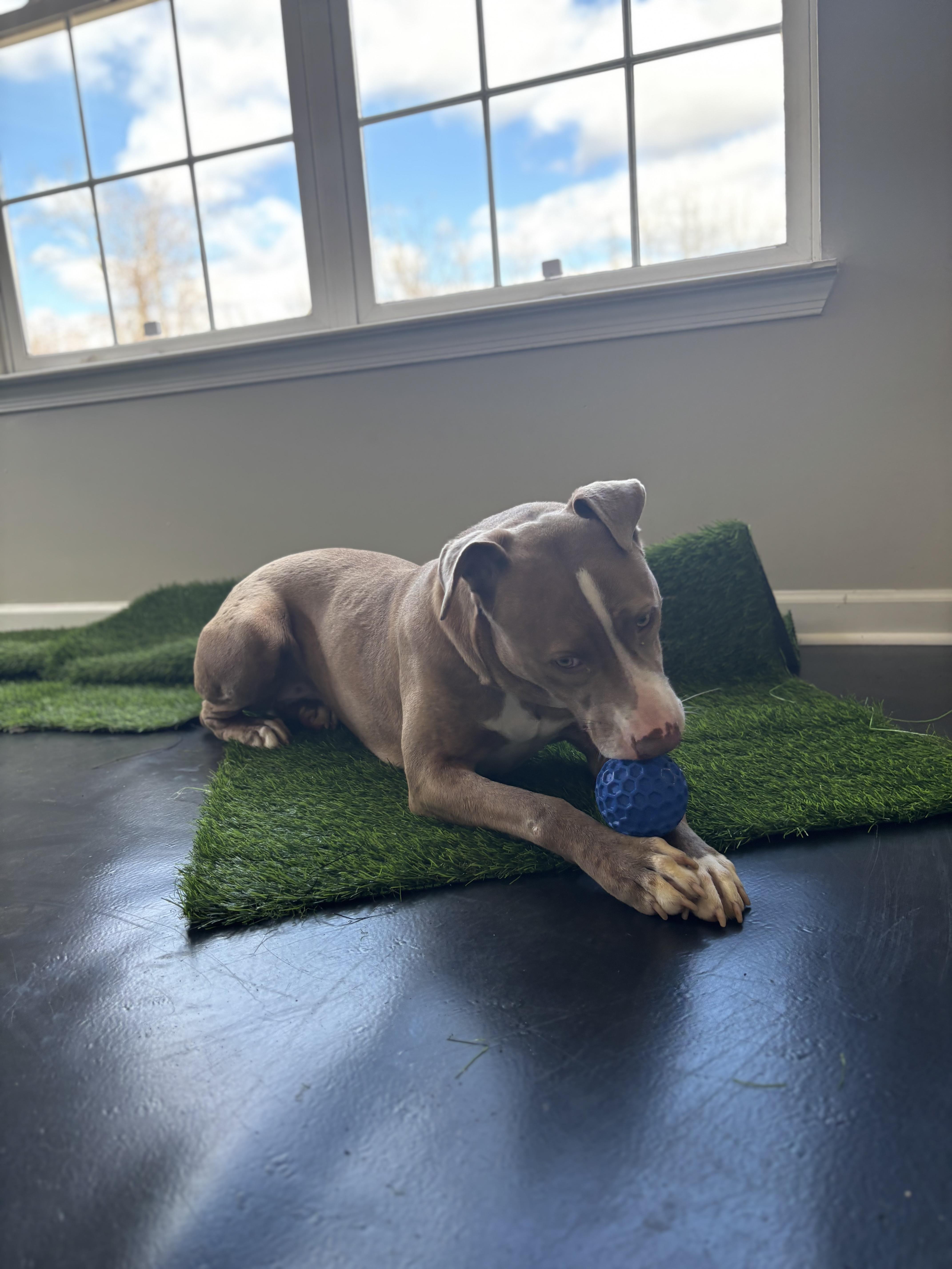 Jewel, Adopted, Adult Female Pit Bull Terrier.