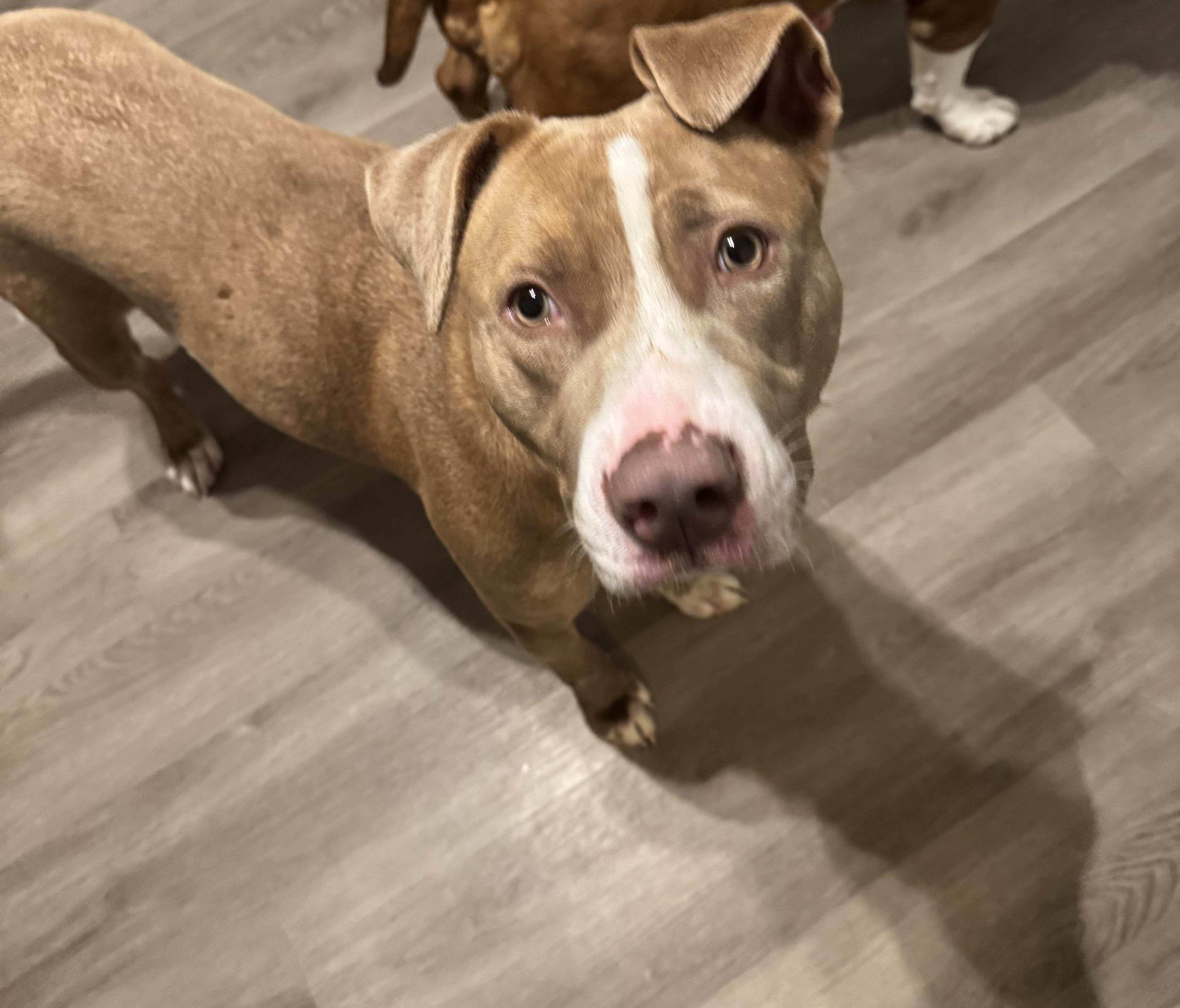 Enlarge Jewel, a Adopted Pit Bull Terrier in Felton, PA image 3/4