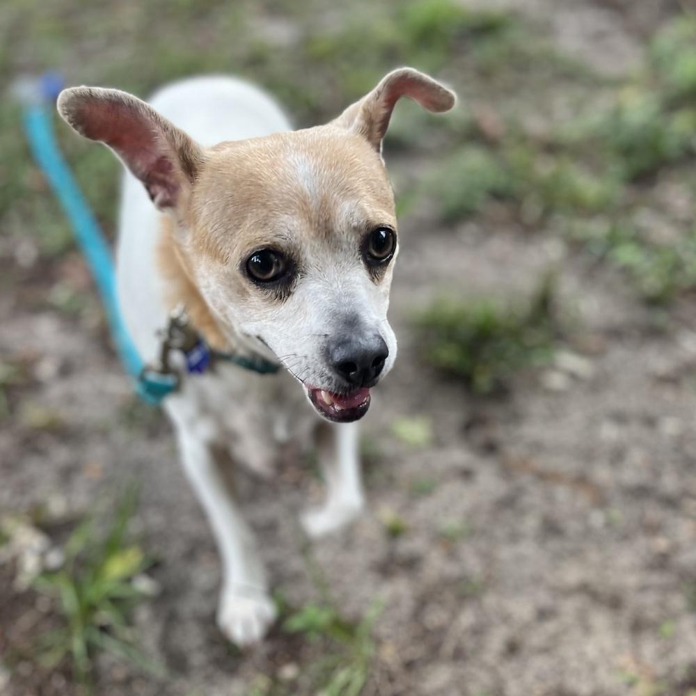 Billy, a Adoptable mixed breed in Orlando, FL image 1/5