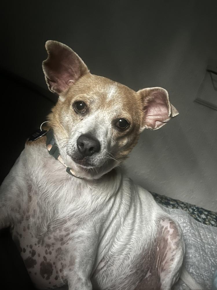 Billy, a Adoptable mixed breed in Orlando, FL image 2/5