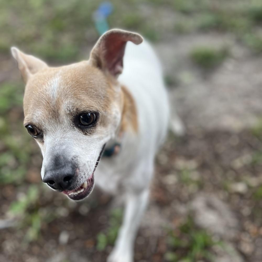 Billy, a Adoptable mixed breed in Orlando, FL image 3/5