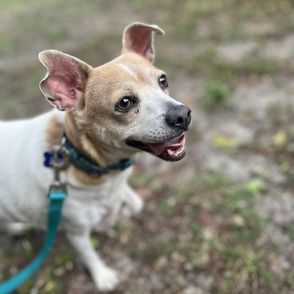 Billy, a Adoptable mixed breed in Orlando, FL image 4/5