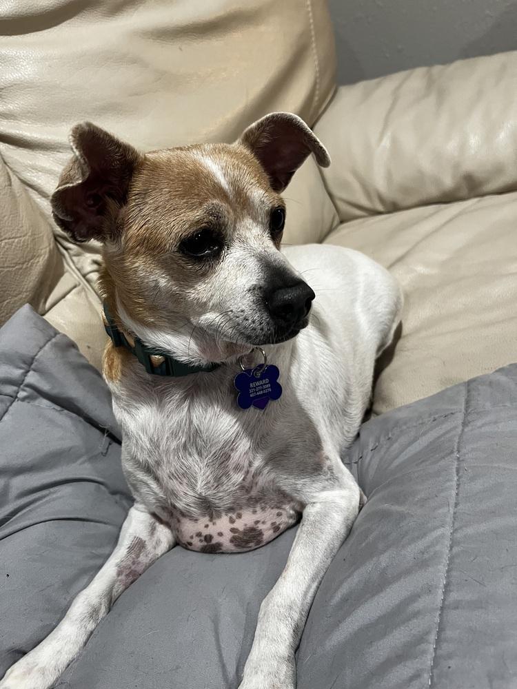 Billy, a Adoptable mixed breed in Orlando, FL image 5/5