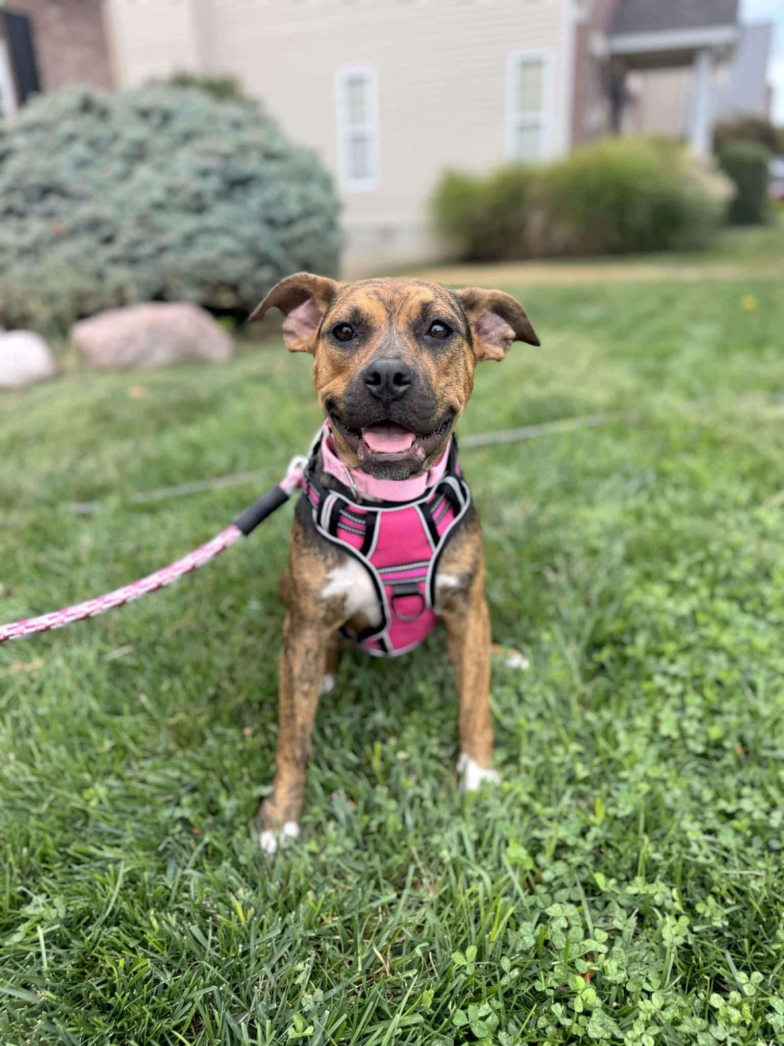 Gnome *CL*, Adoptable, Young Female Boxer.