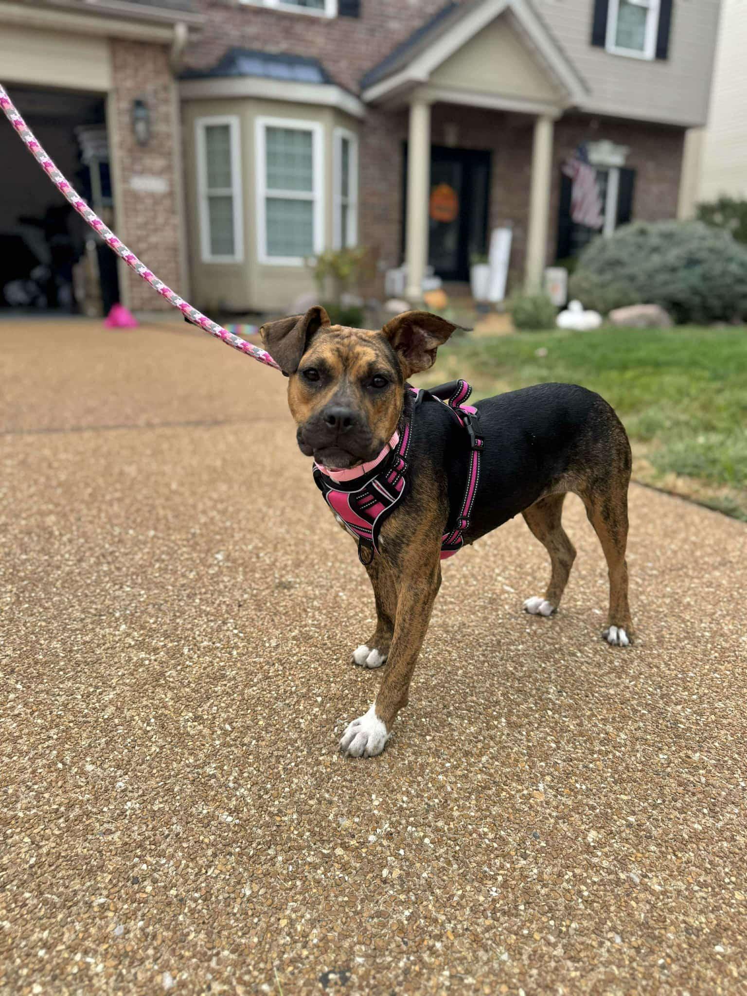 Enlarge Gnome *CL*, a Adoptable Boxer in Kansas City, MO image 3/3