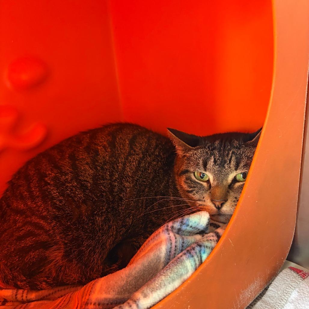 Enlarge Rhea, a Adoptable Domestic Short Hair in Waukesha, WI image 1/1