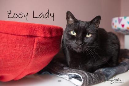 Enlarge Zoey Lady, a Adoptable mixed breed in Scottsdale, AZ image 1/2