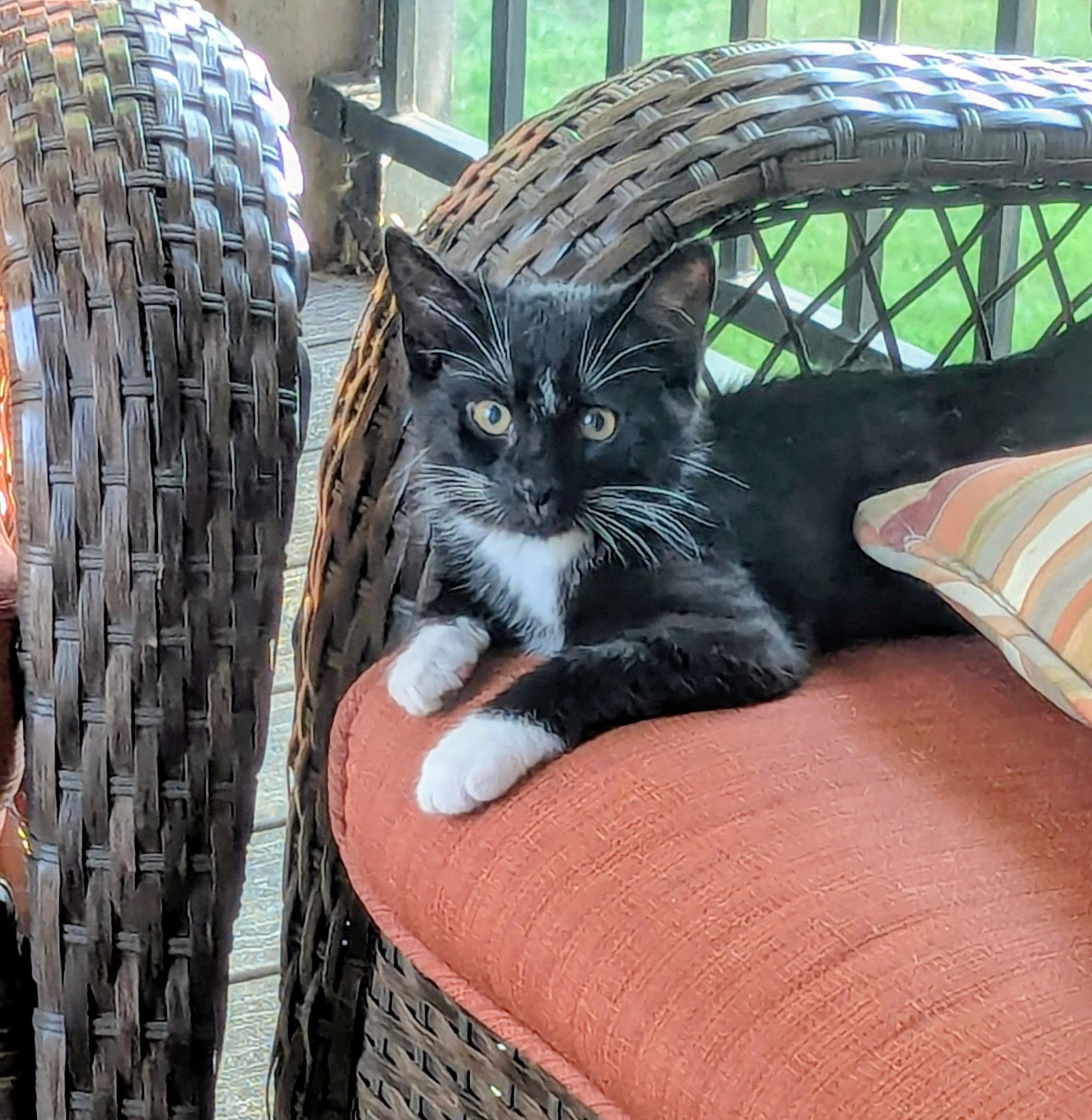 Enlarge Memo COURTESY LISTING, a ADOPTABLE Tuxedo in Fort Leavenworth, KS image 1/3