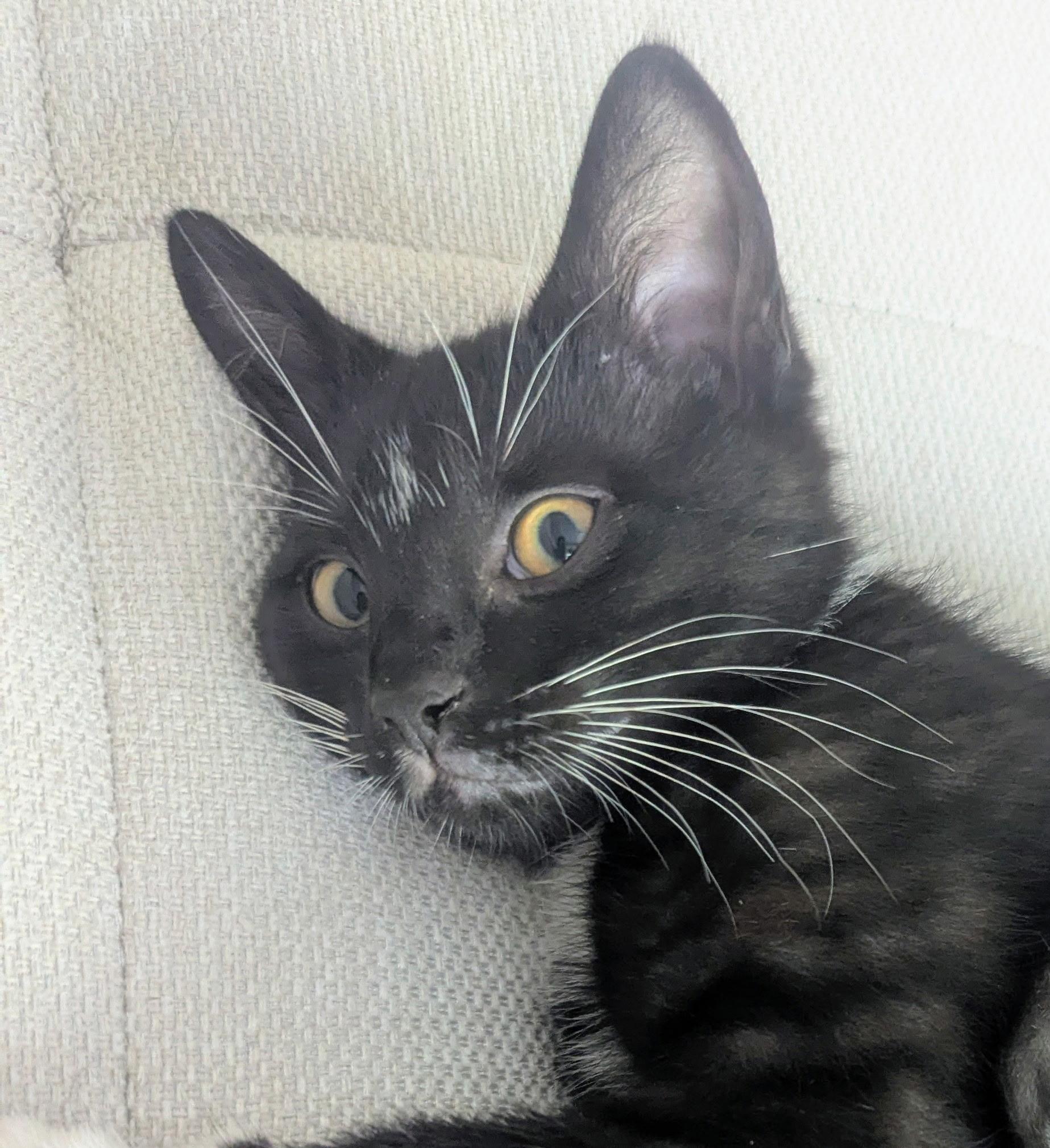 Enlarge Memo COURTESY LISTING, a ADOPTABLE Tuxedo in Fort Leavenworth, KS image 2/3
