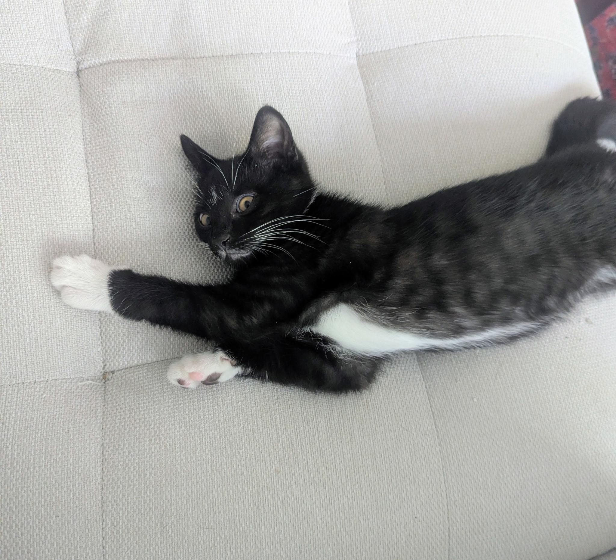 Enlarge Memo COURTESY LISTING, a ADOPTABLE Tuxedo in Fort Leavenworth, KS image 3/3
