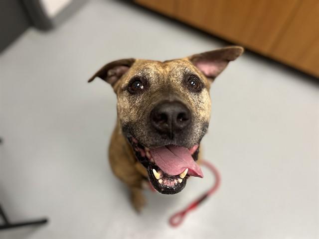 ONION, Adoptable, Adult Male Mixed Breed.