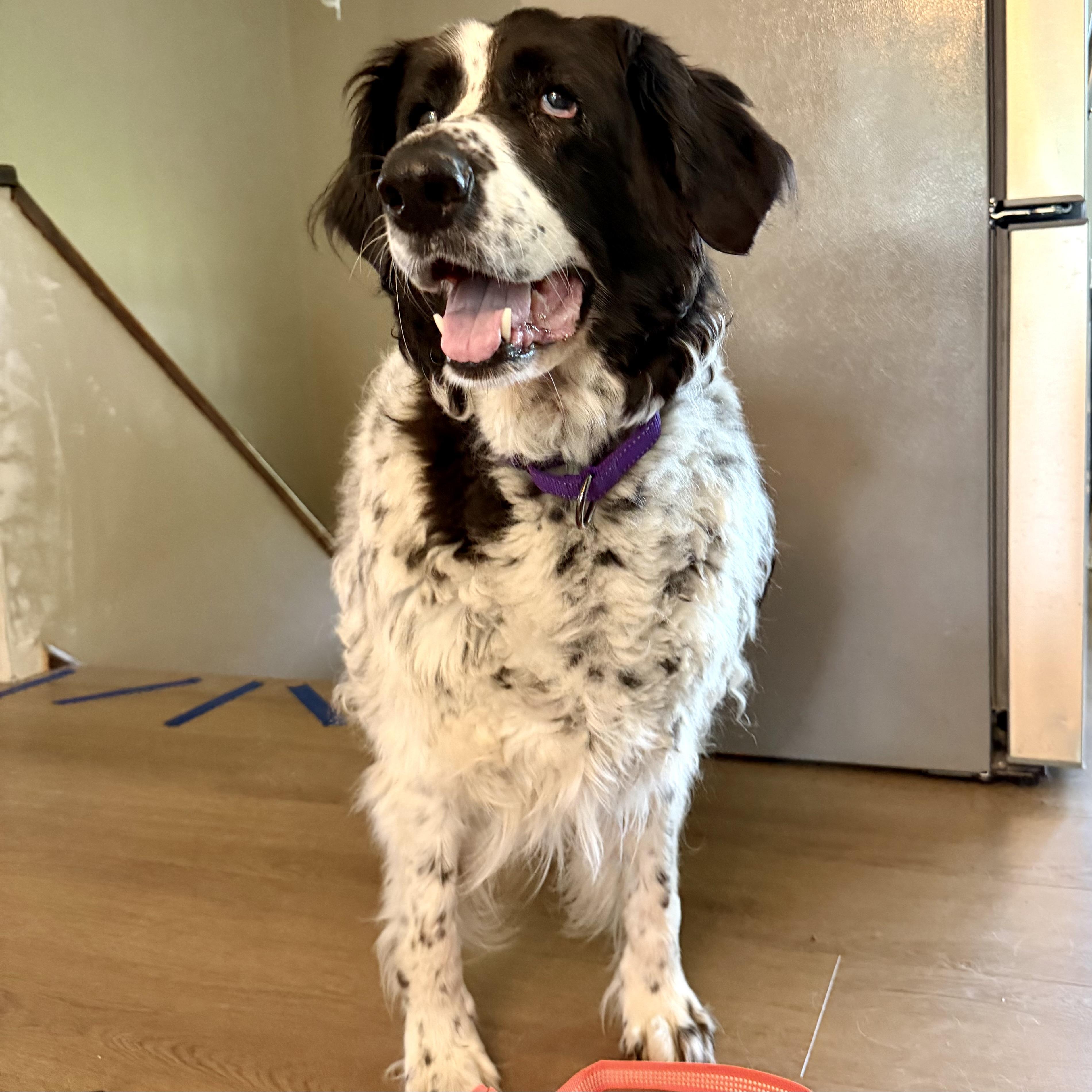 Enlarge Daisy, a ADOPTABLE mixed breed in Prior Lake, MN image 5/6
