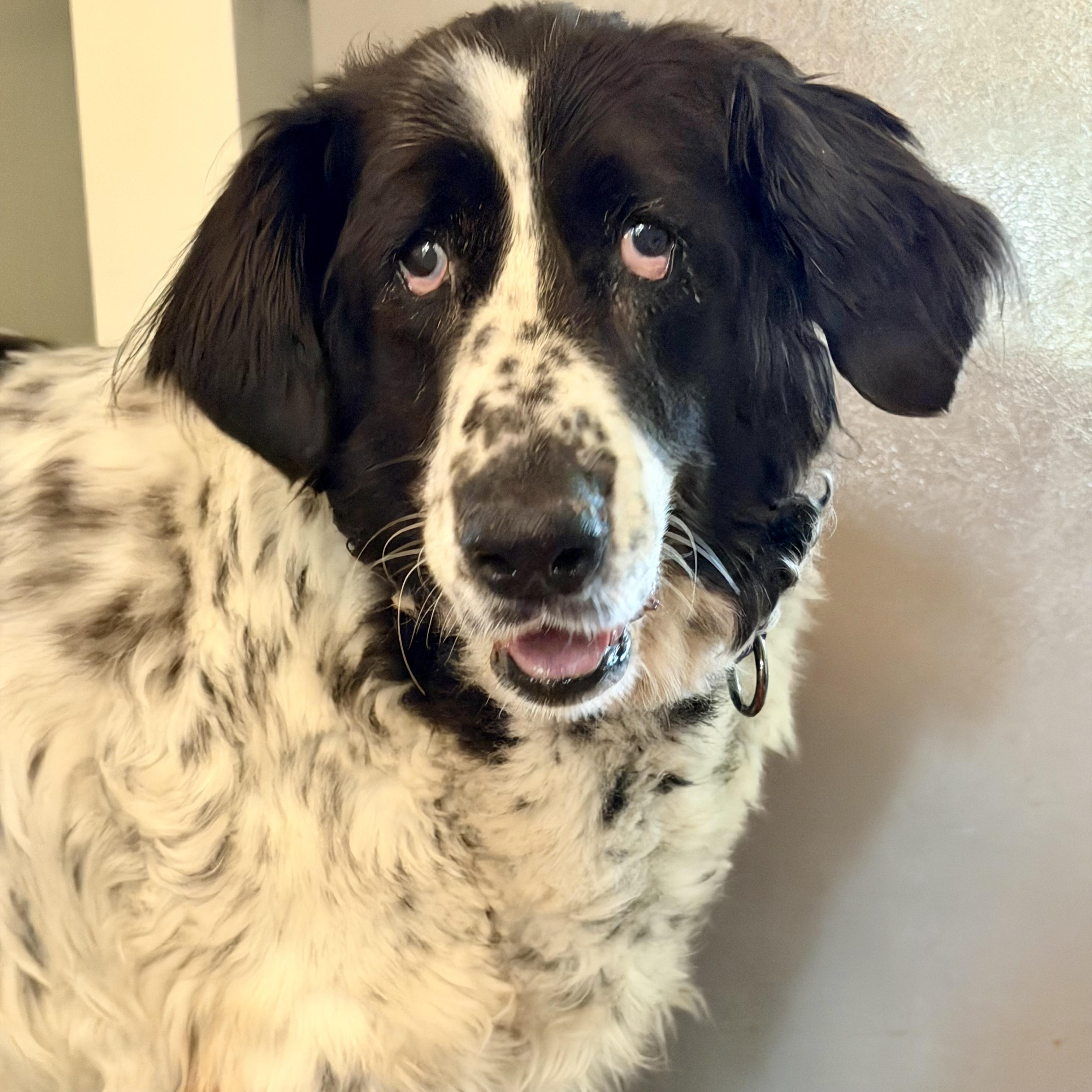 Enlarge Daisy, a ADOPTABLE mixed breed in Prior Lake, MN image 1/6