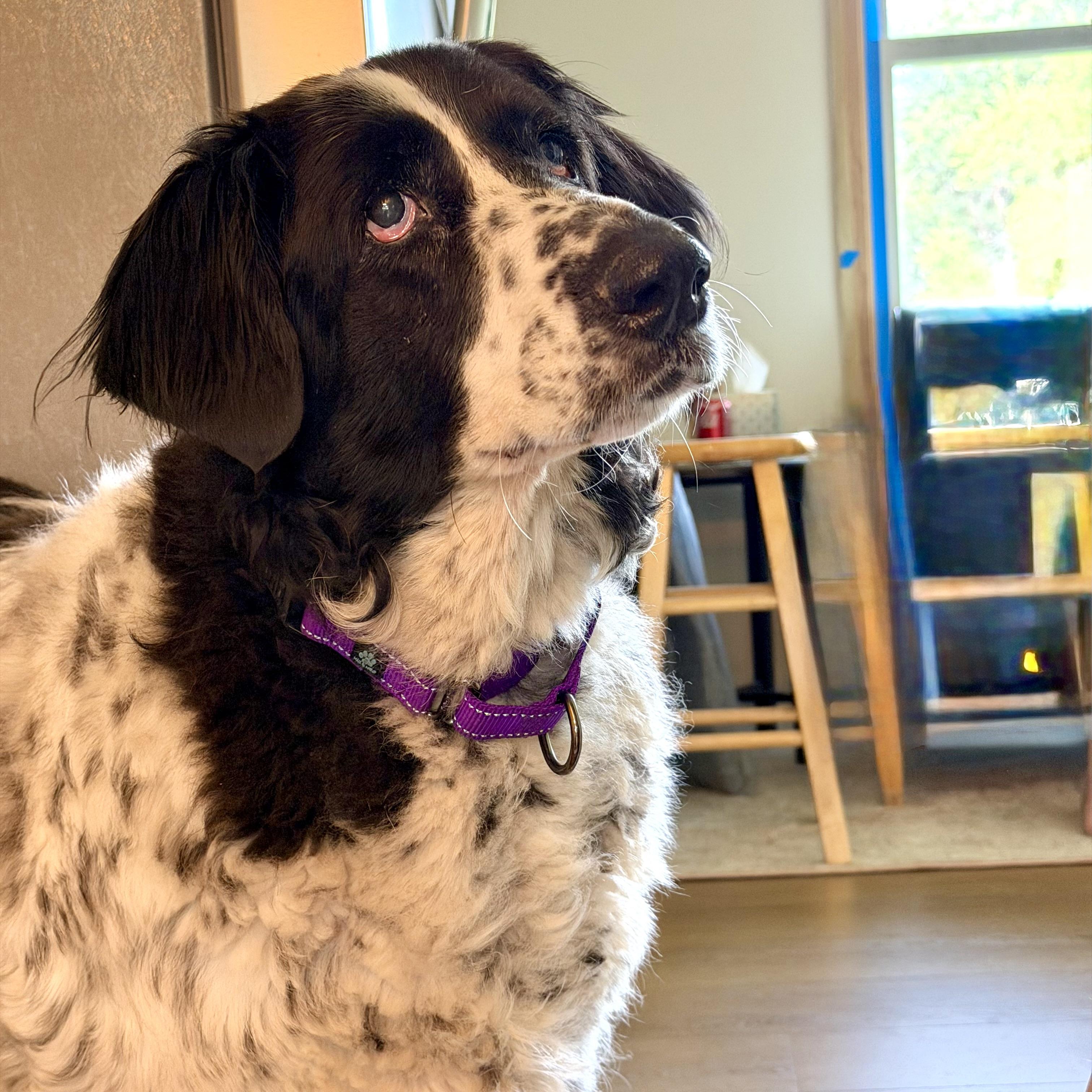 Enlarge Daisy, a ADOPTABLE mixed breed in Prior Lake, MN image 2/6
